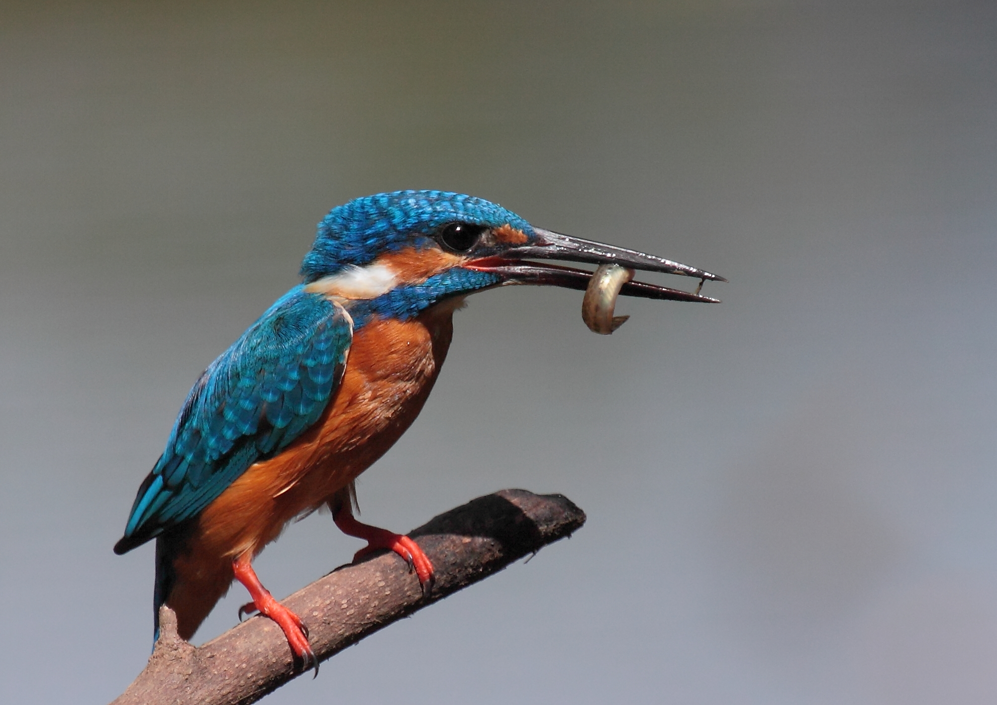 martin pescatore comune Debarawewa