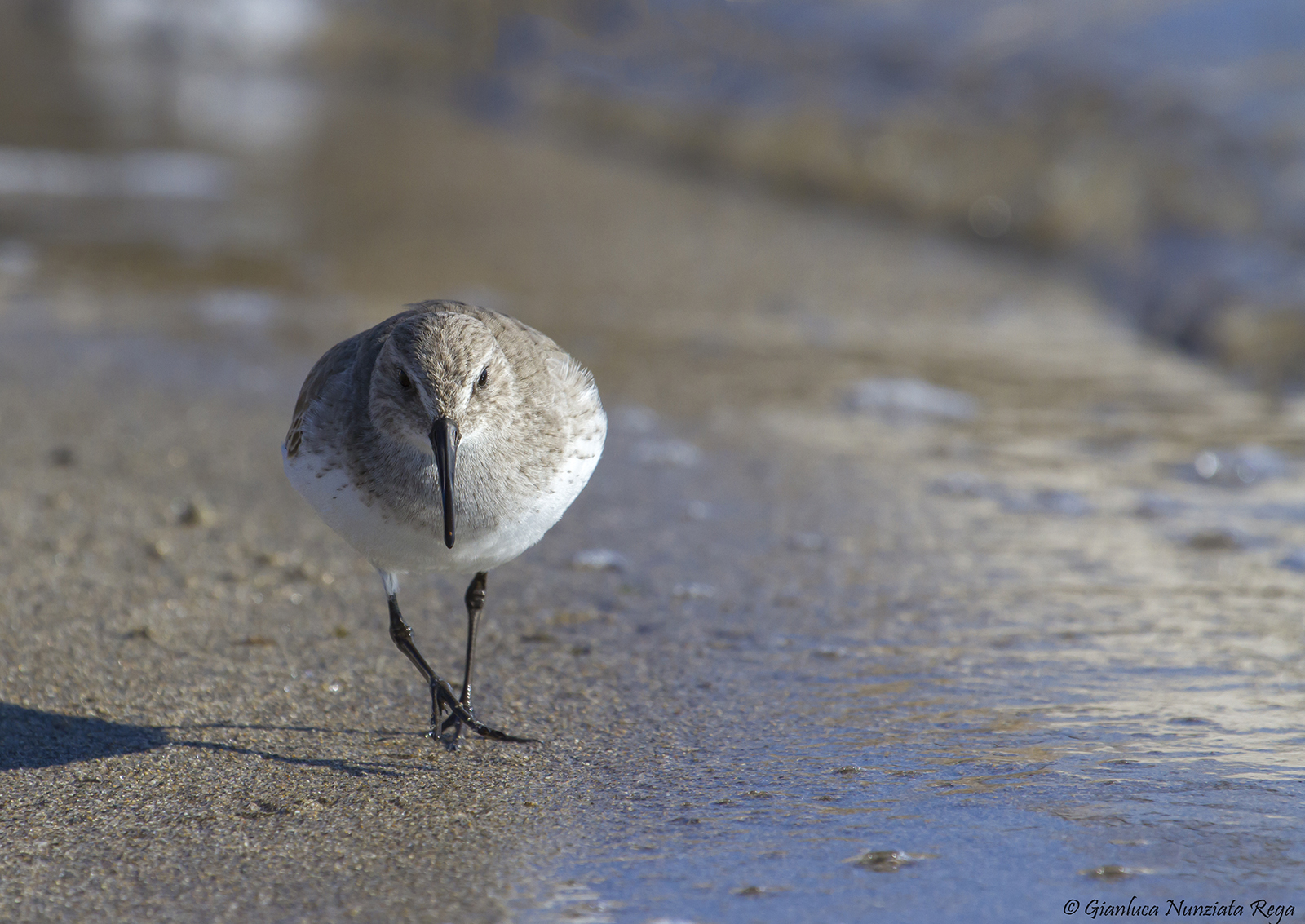 Concentration - Dunlin