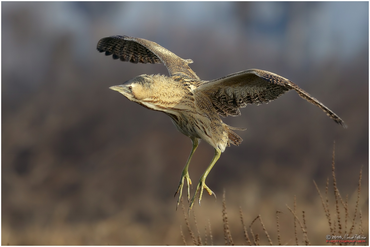 Bittern (Botaurus stellaris)