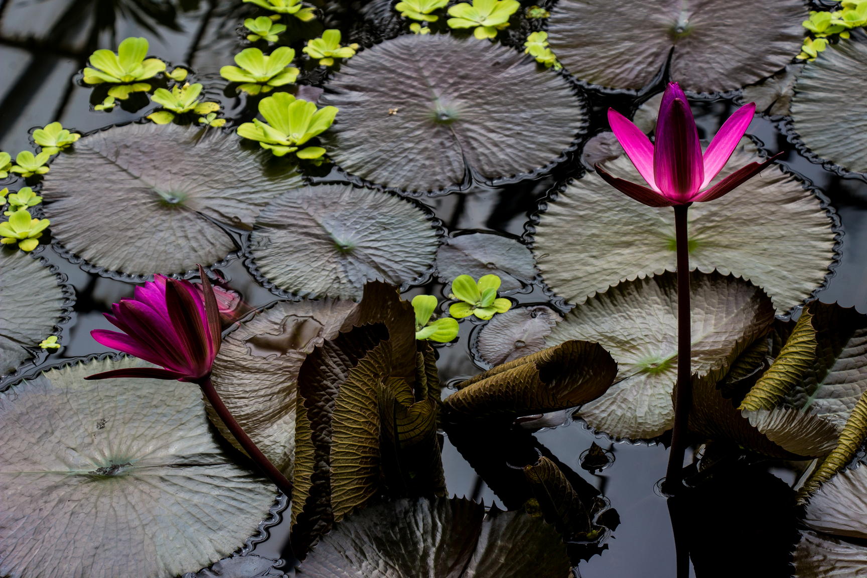 Tropics in greenhouses