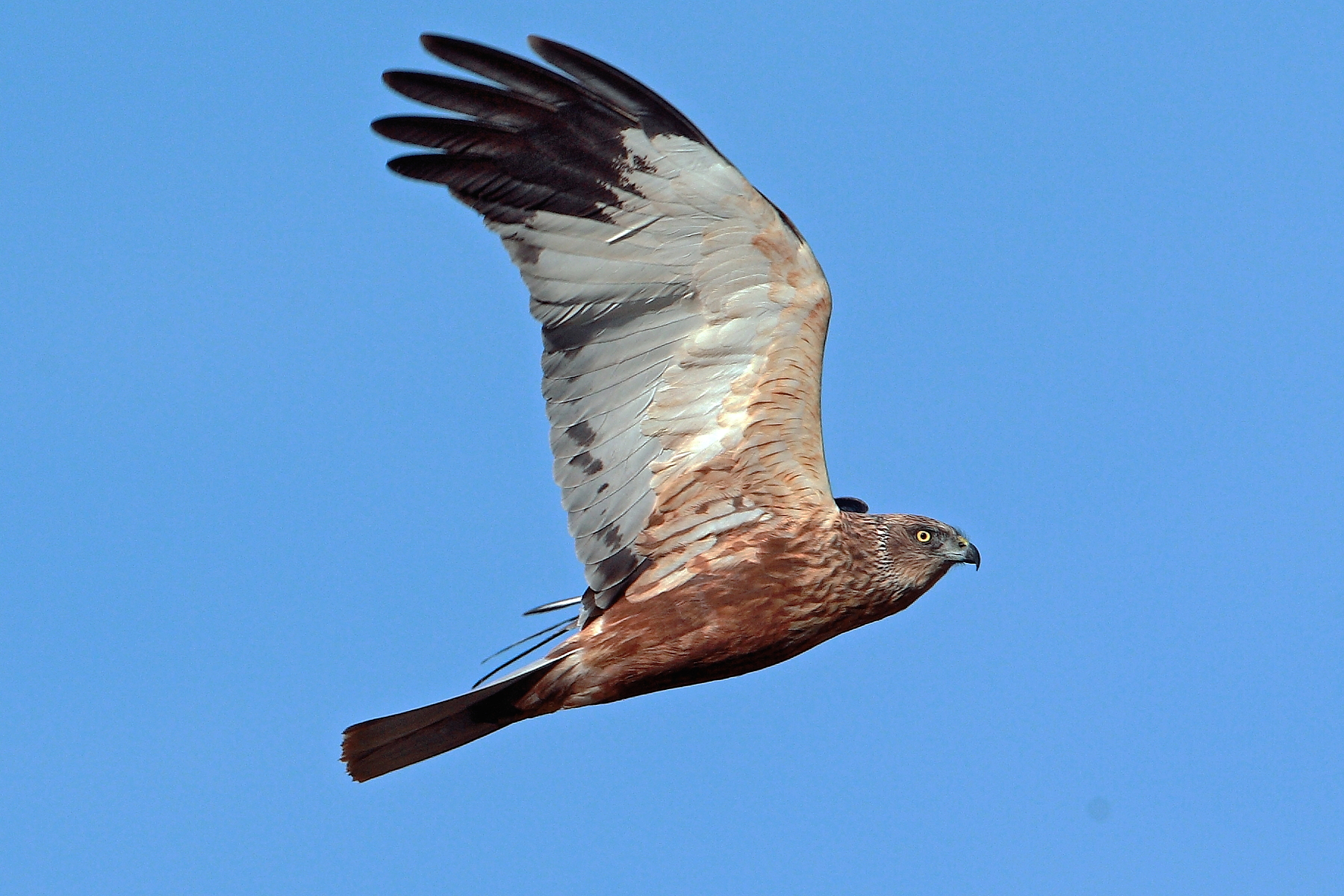 Ritratto Falco di palude .