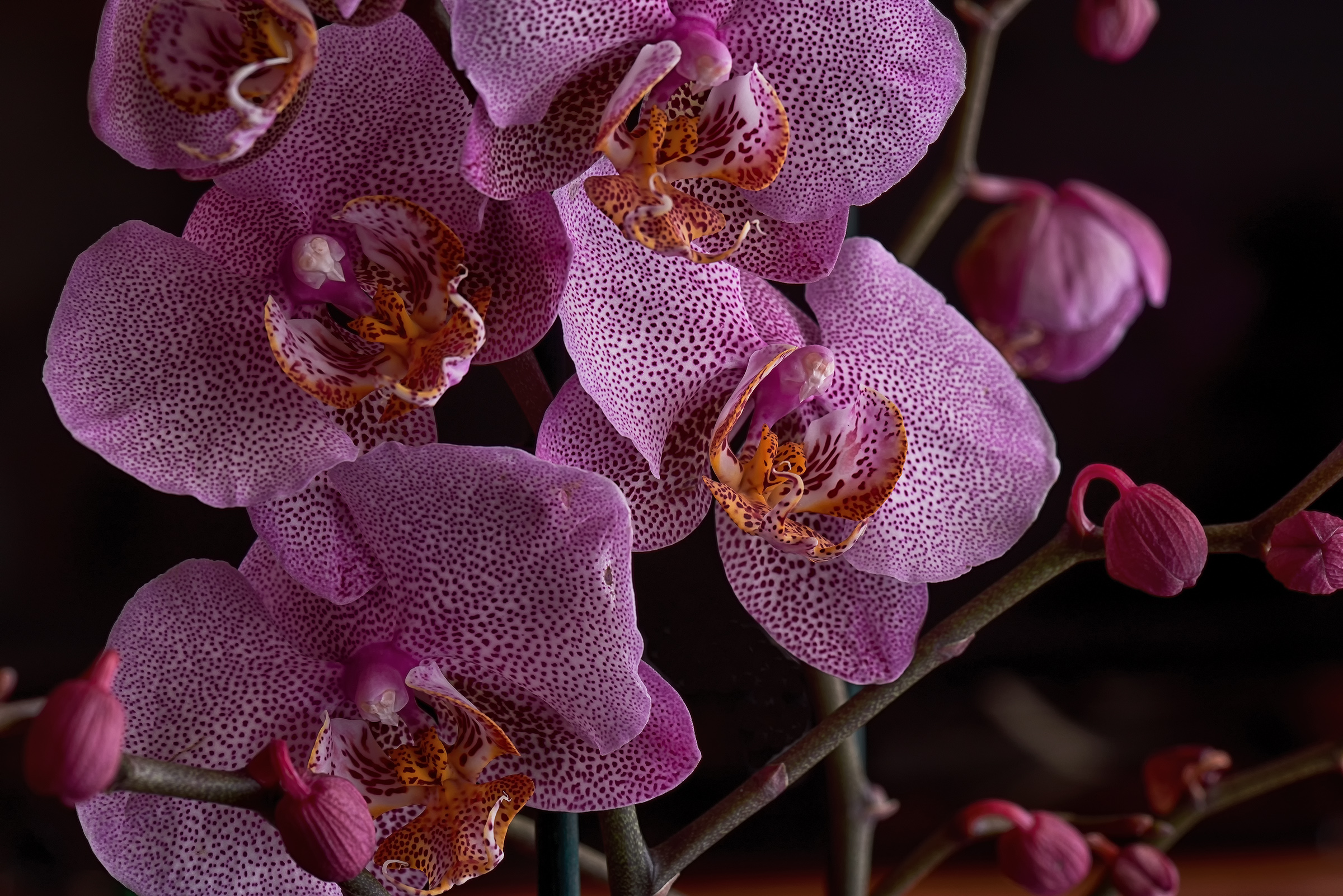 Orchid Christmas