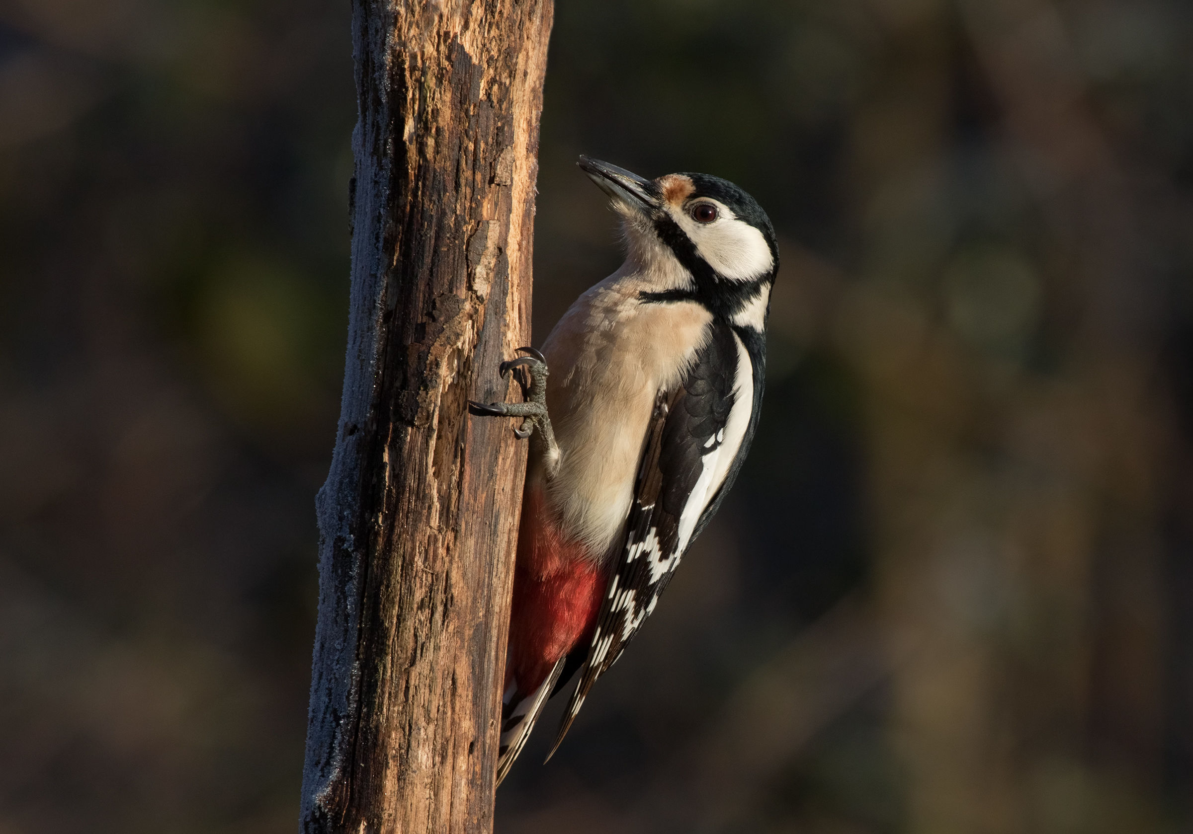 Picchio rosso maggiore (f)