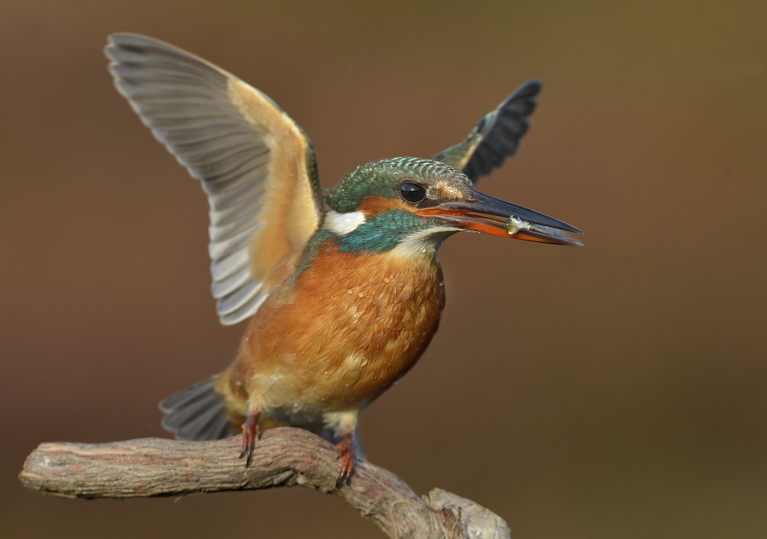 Martin pescatore con pesciolino laguna di Orbetello.