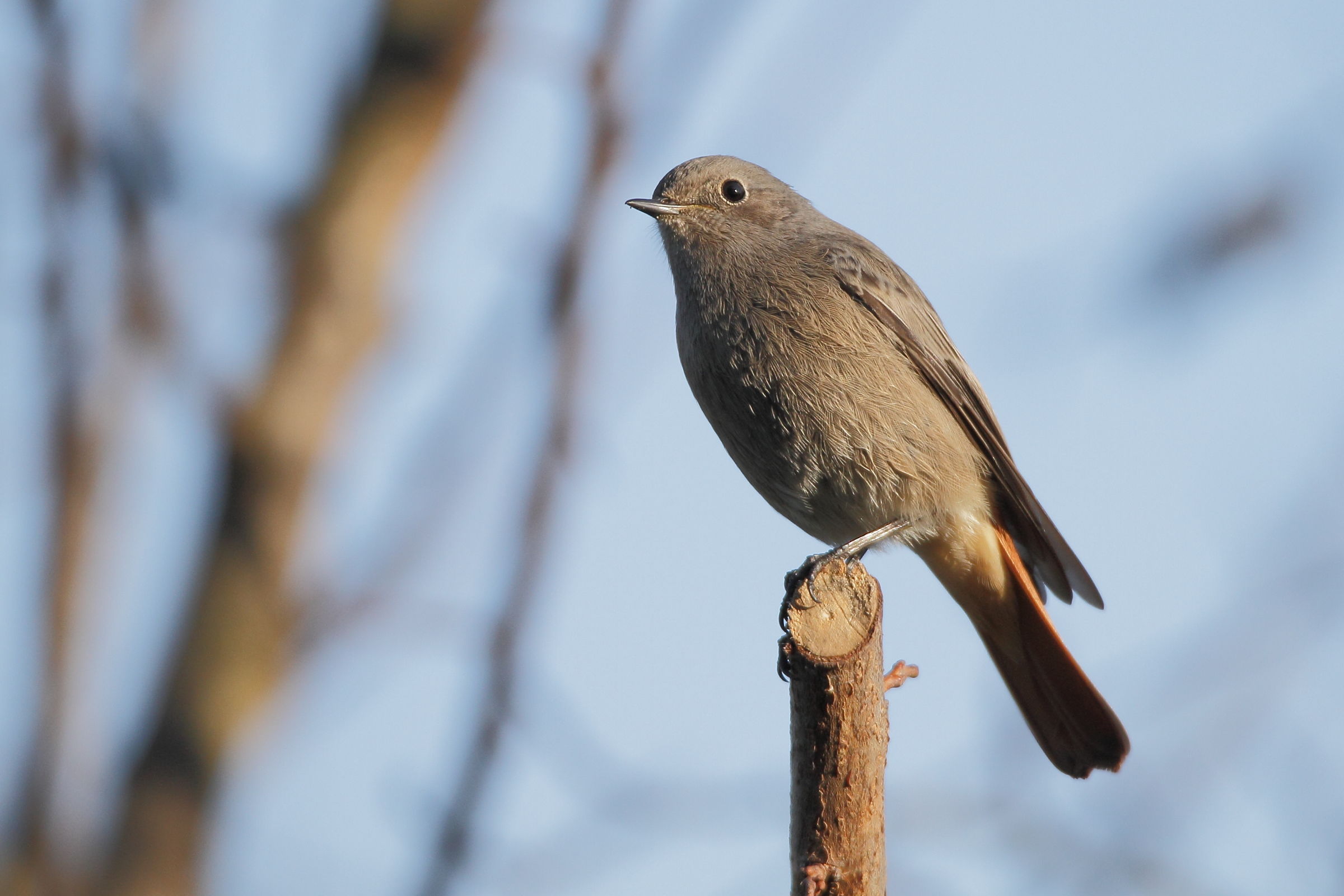 Chimney sweep Redstart (female)