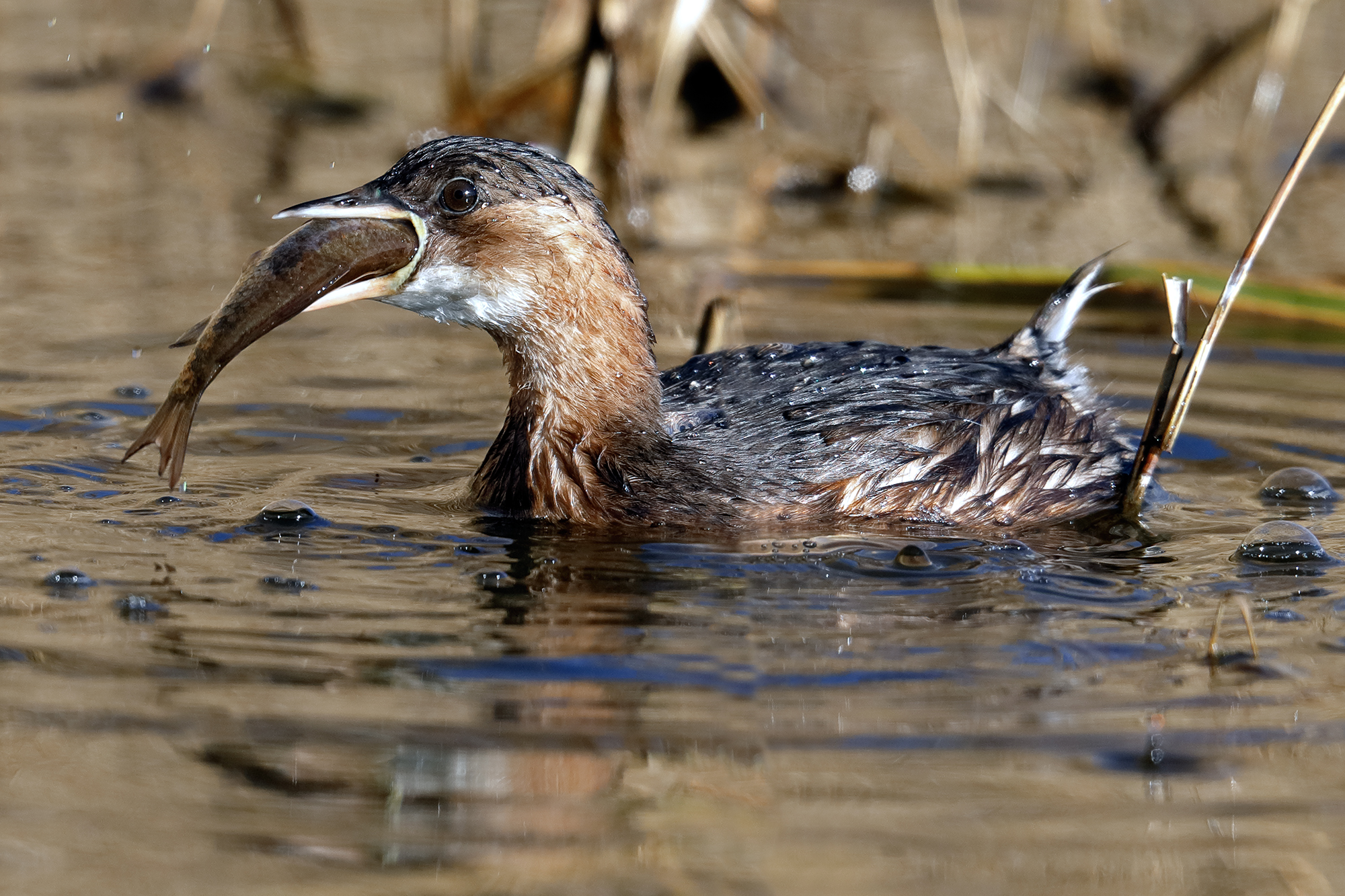 Little grebe