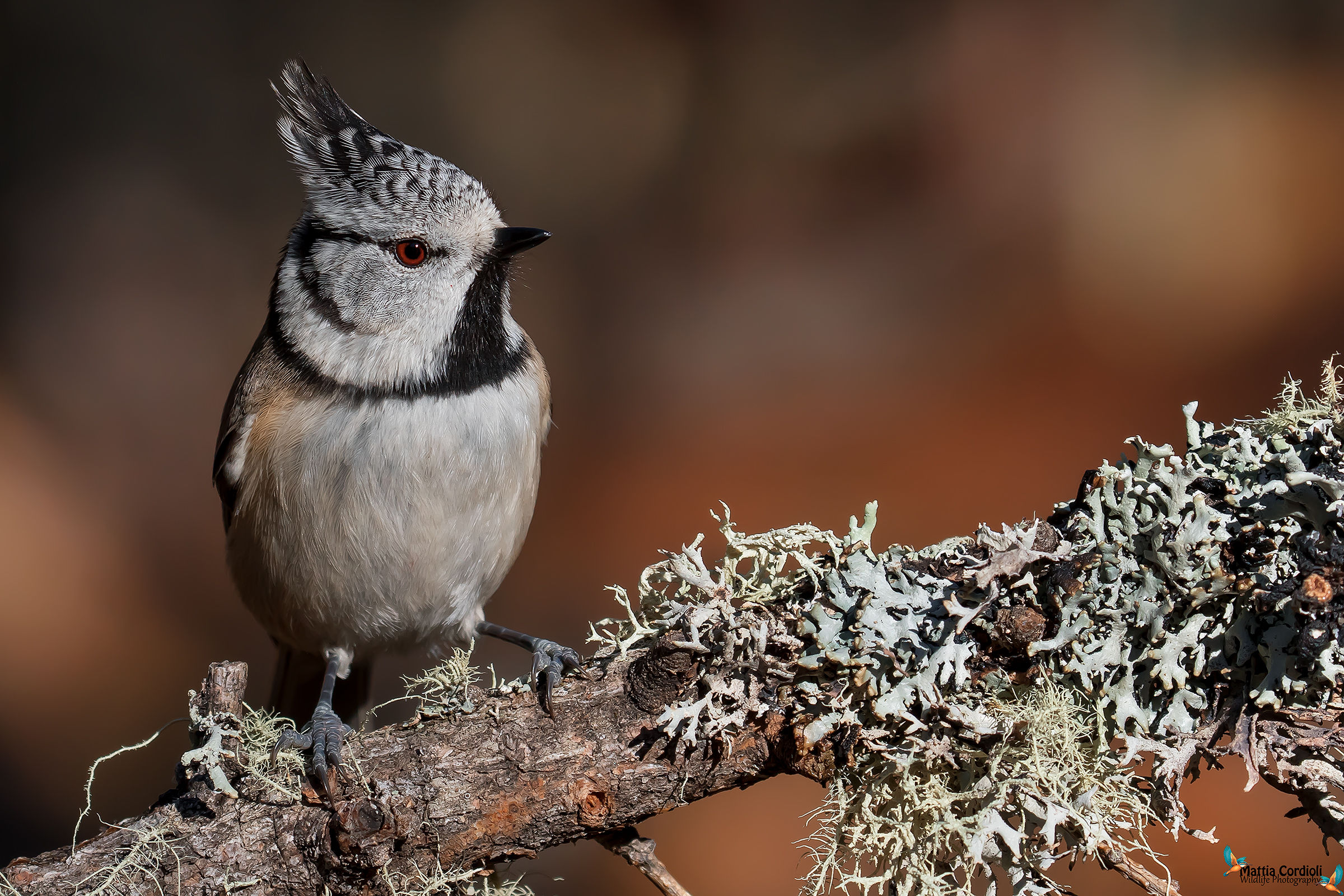Cincia dal Ciuffo...