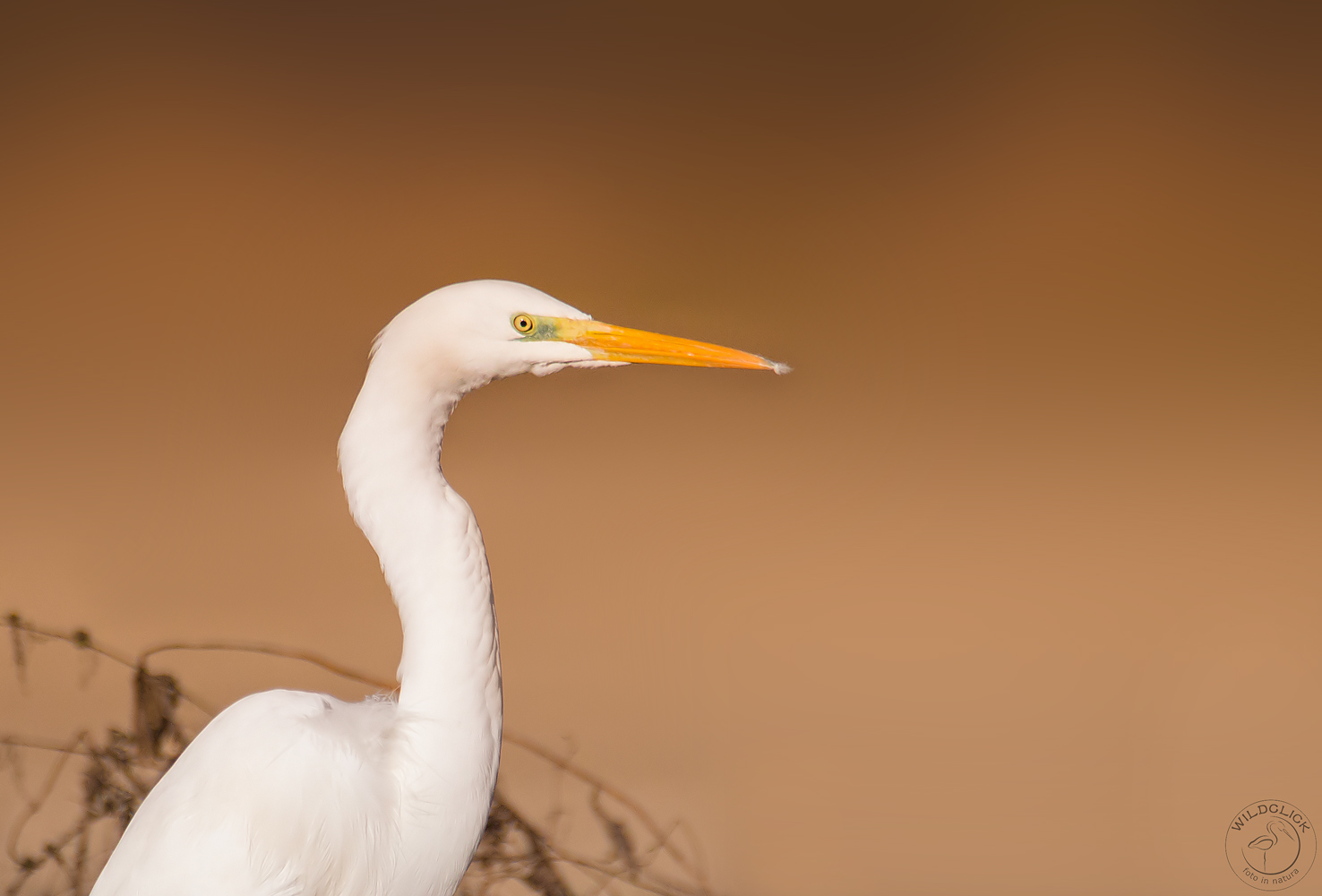 White & Orange .. (Airone bianco maggiore)