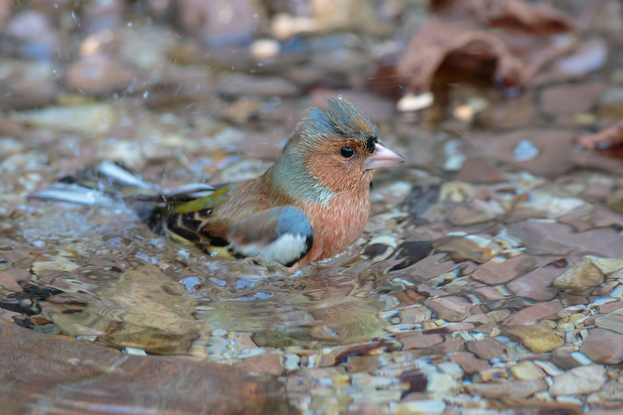 finalmente un raggio di luce il bagnetto del fringuello