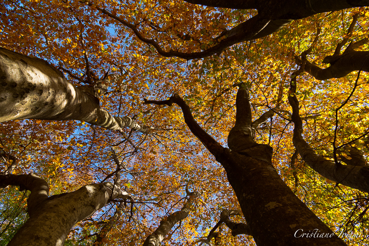 mille foglie d'autunno