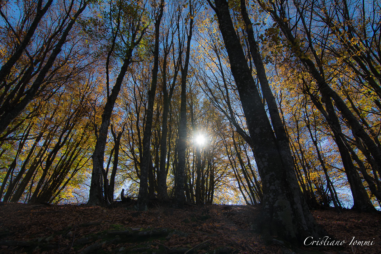 oltre gli alberi