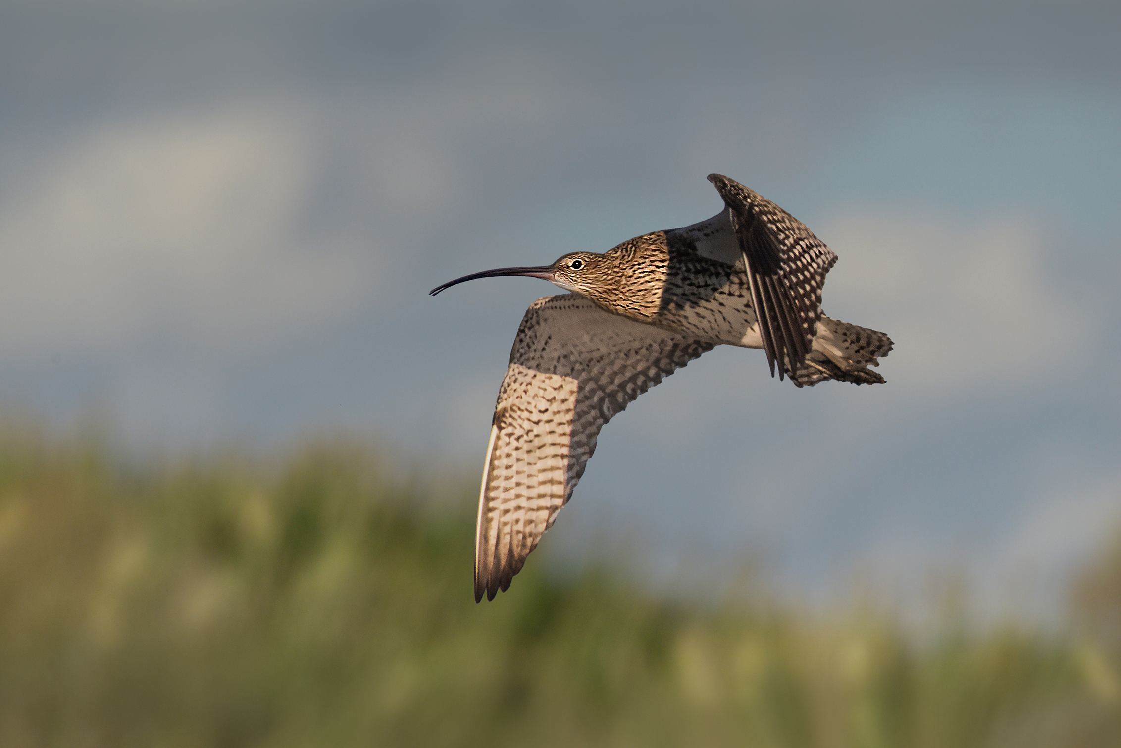 curlew