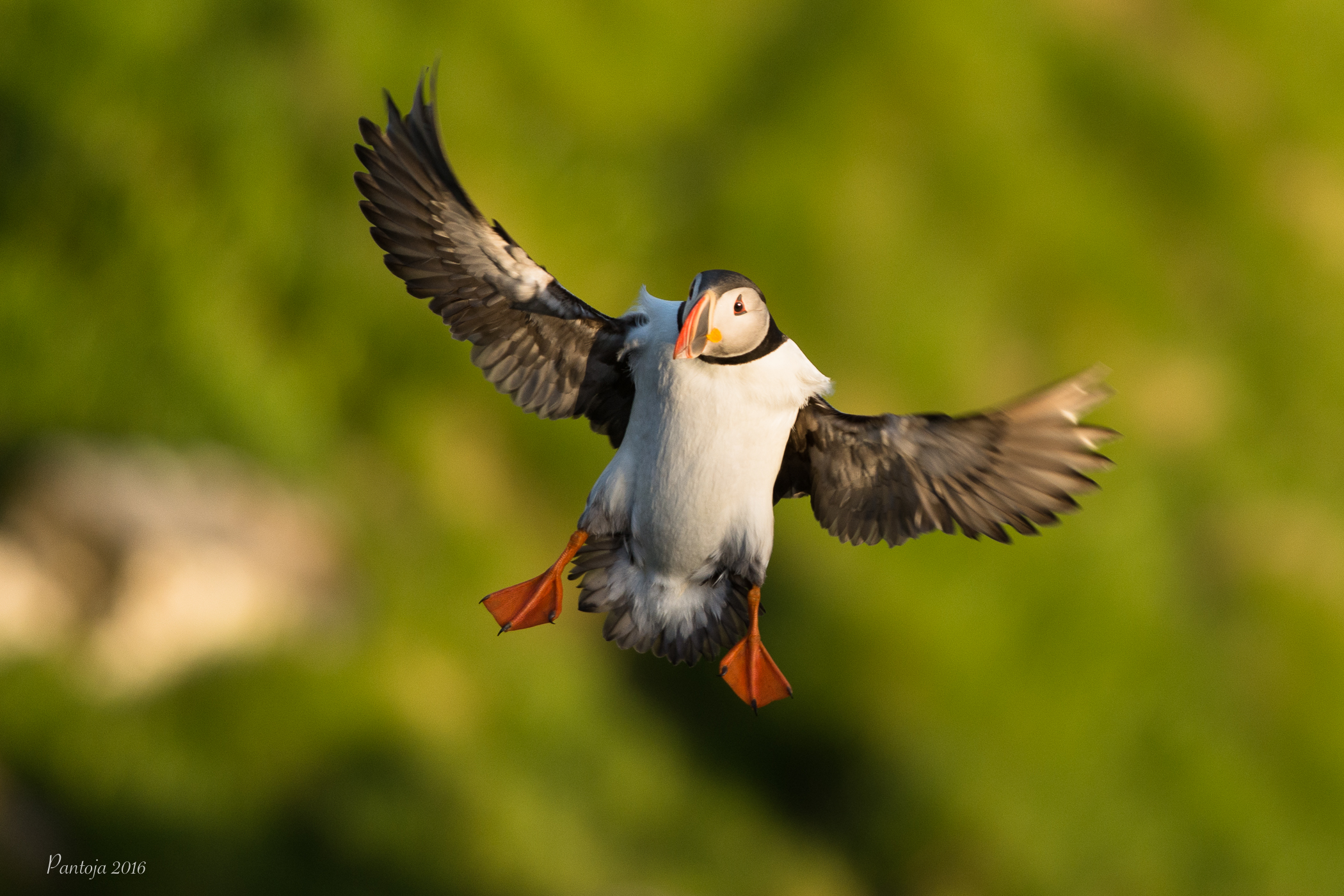Landing Puffin