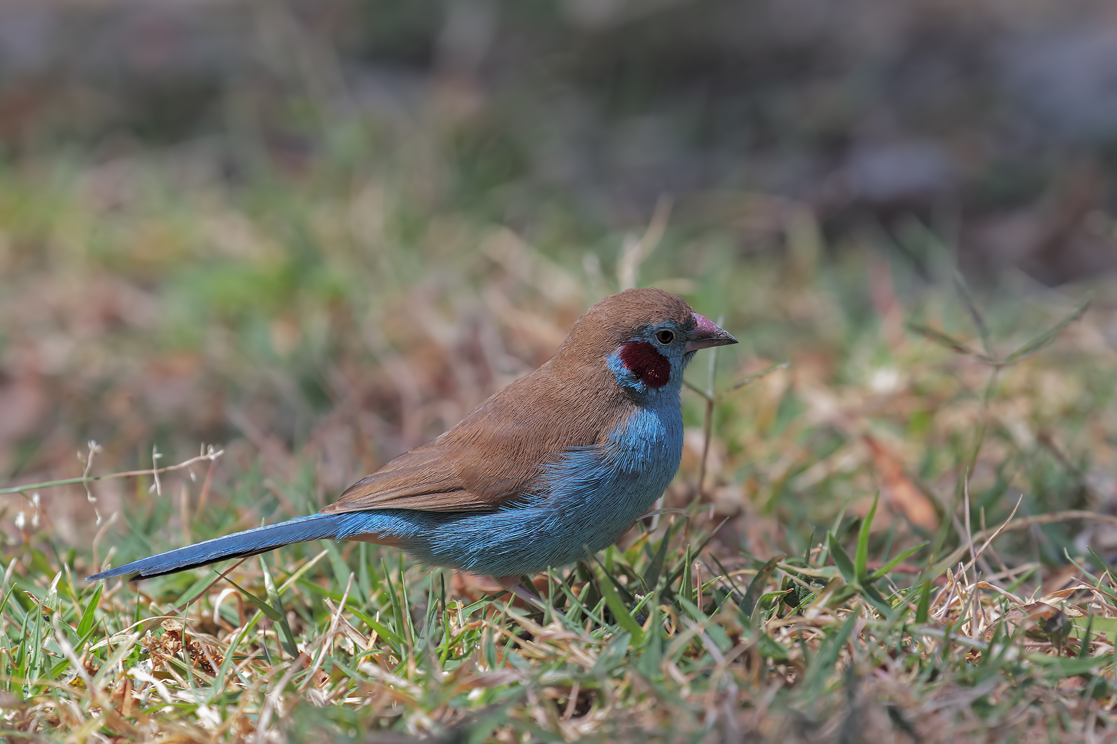 Cordon-bleu guance rosse