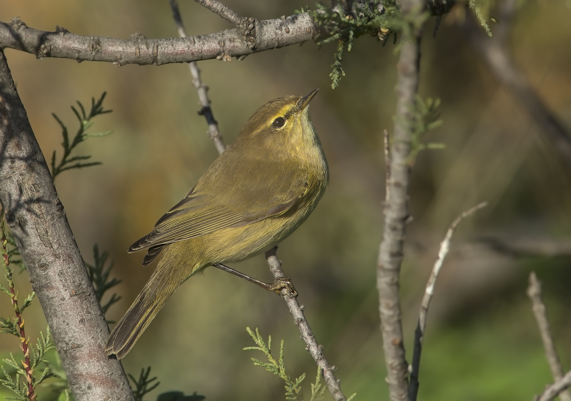 luì piccolo (phylloscopus collybita)