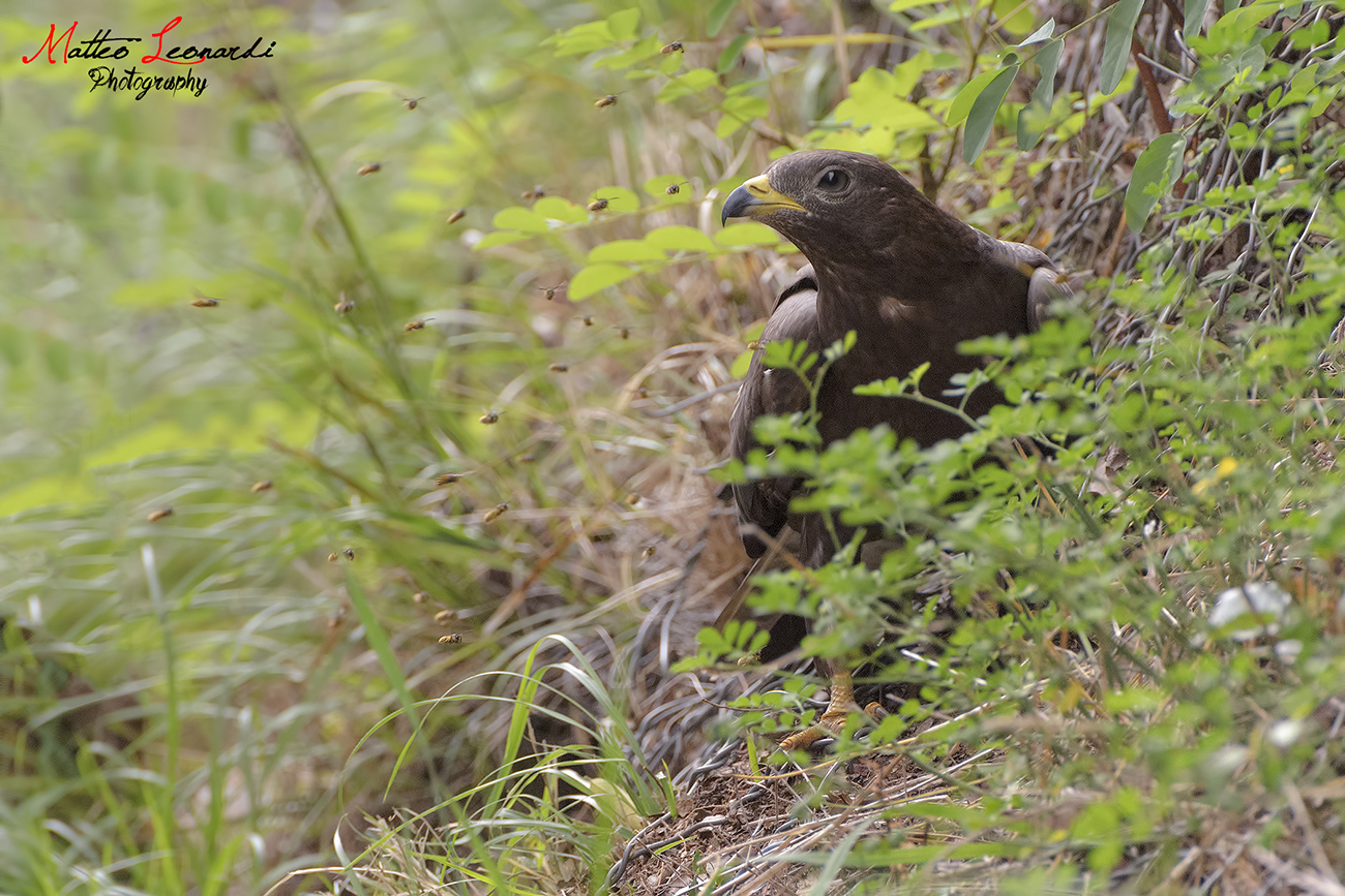 Young Honey Buzzard at lunch