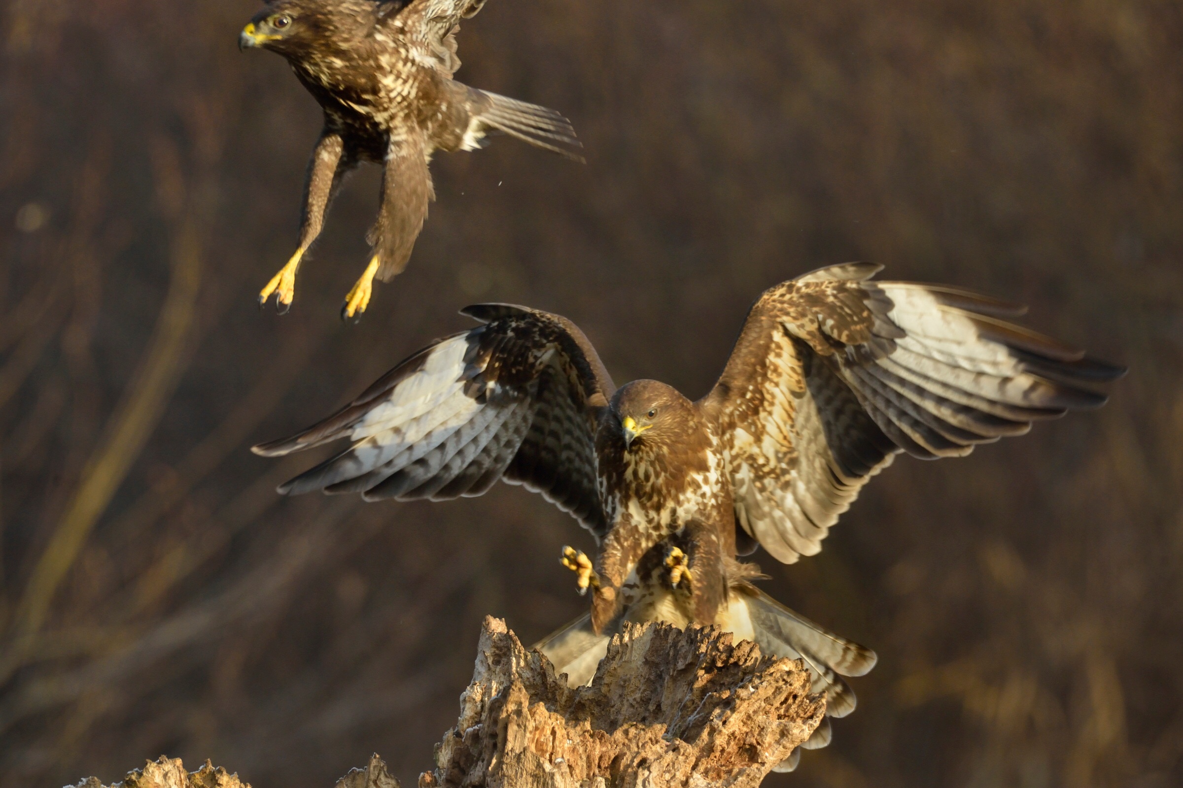 Tandem flight (almost) ...