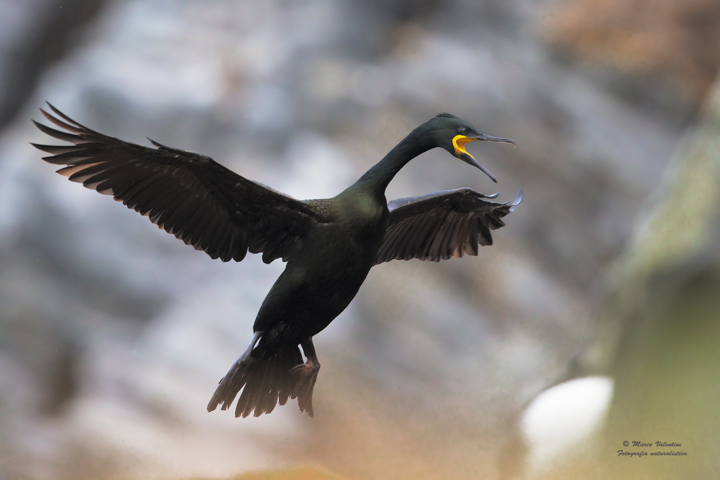 The scream of the cormorant
