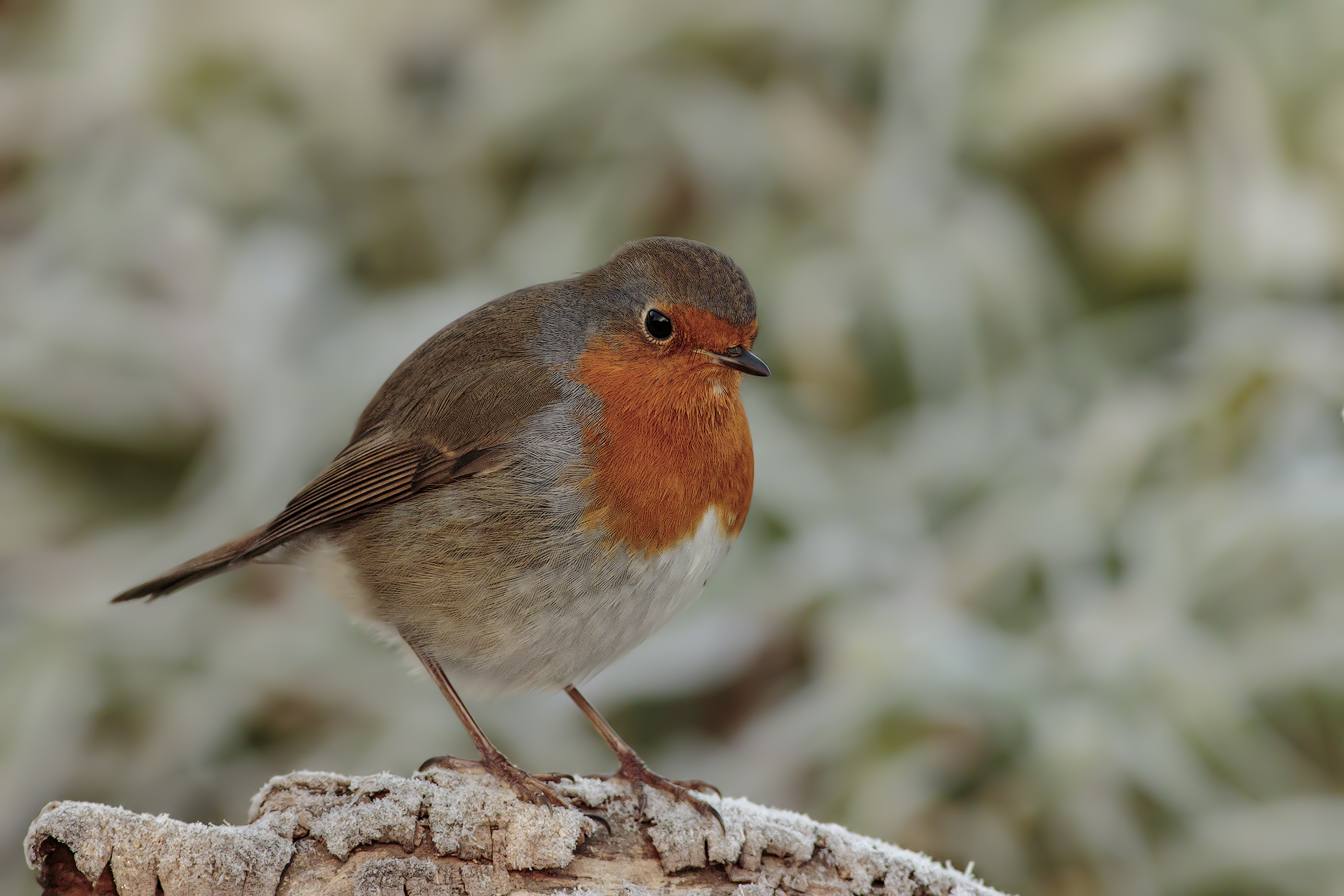 Robin