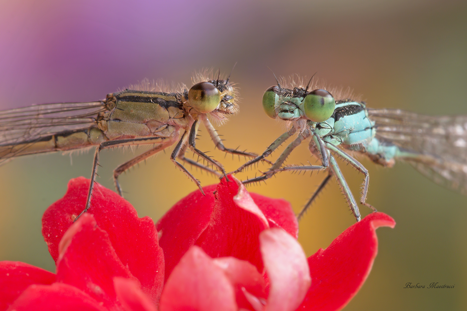 Due è meglio che una ...