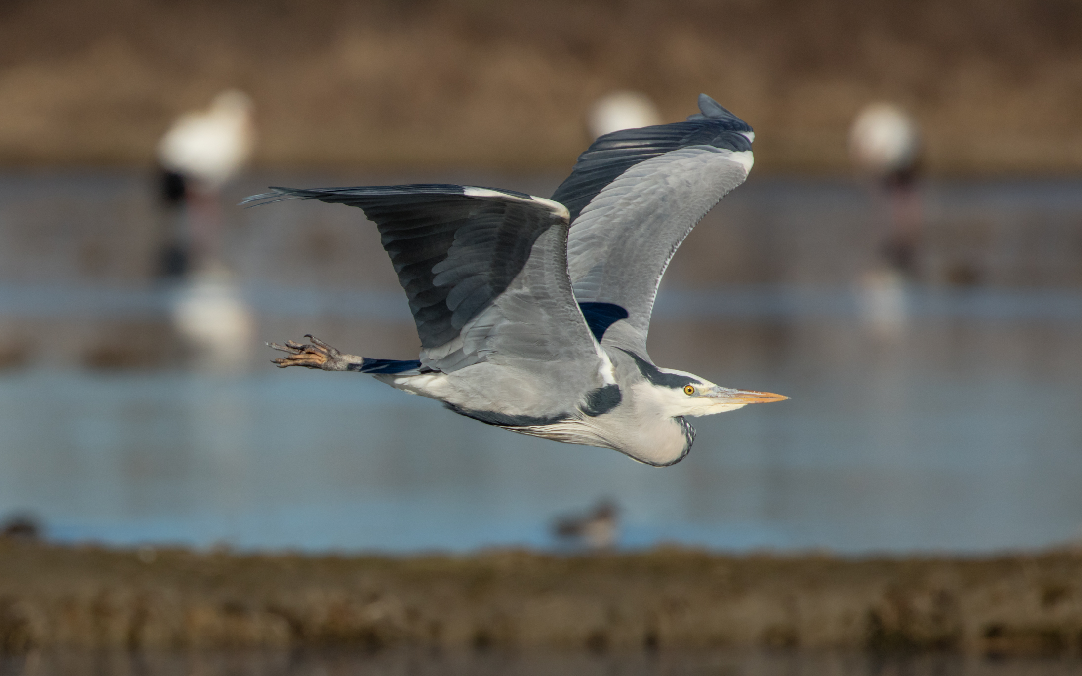 The Flight of the Heron