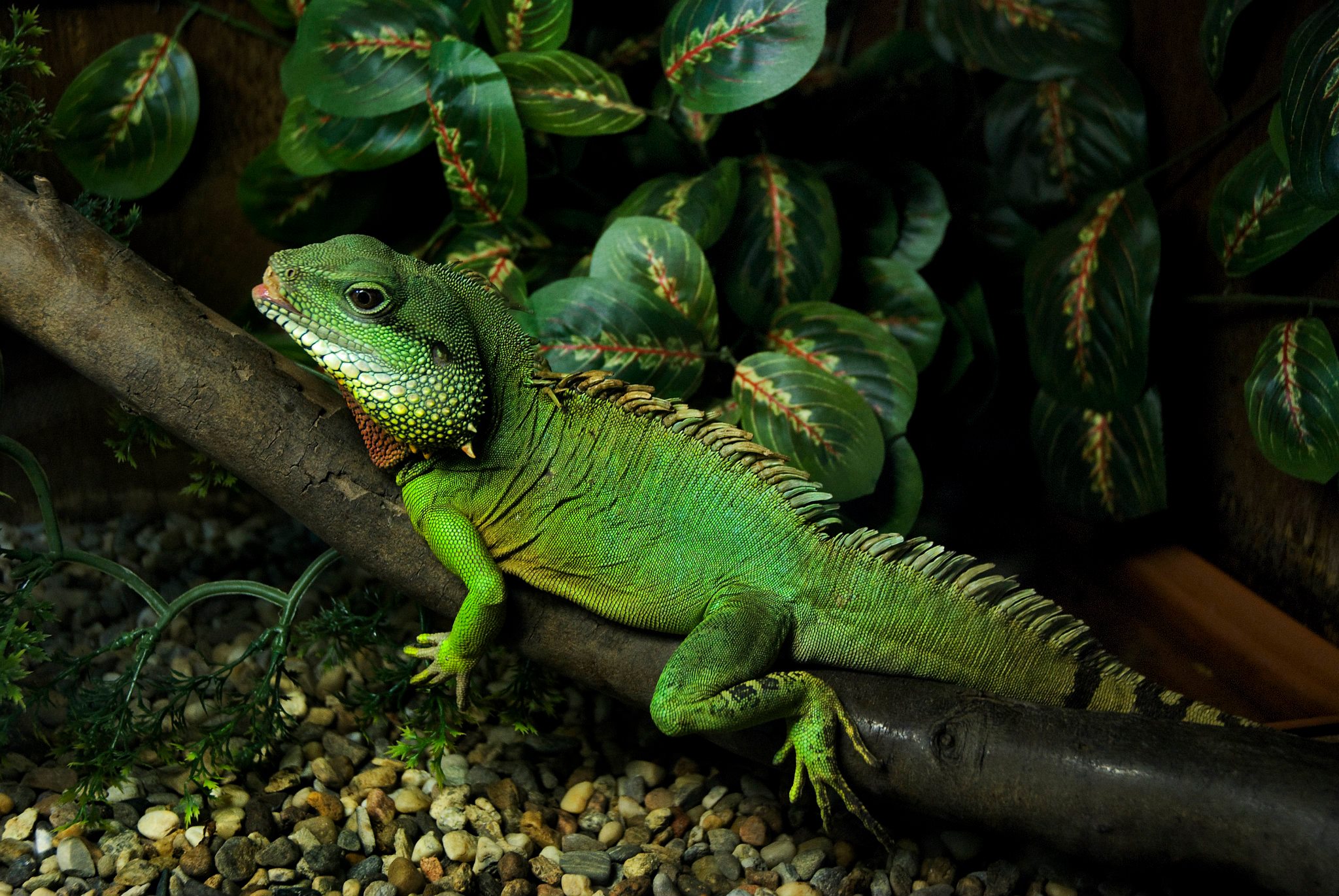 Draghetto sul ramo in cattività