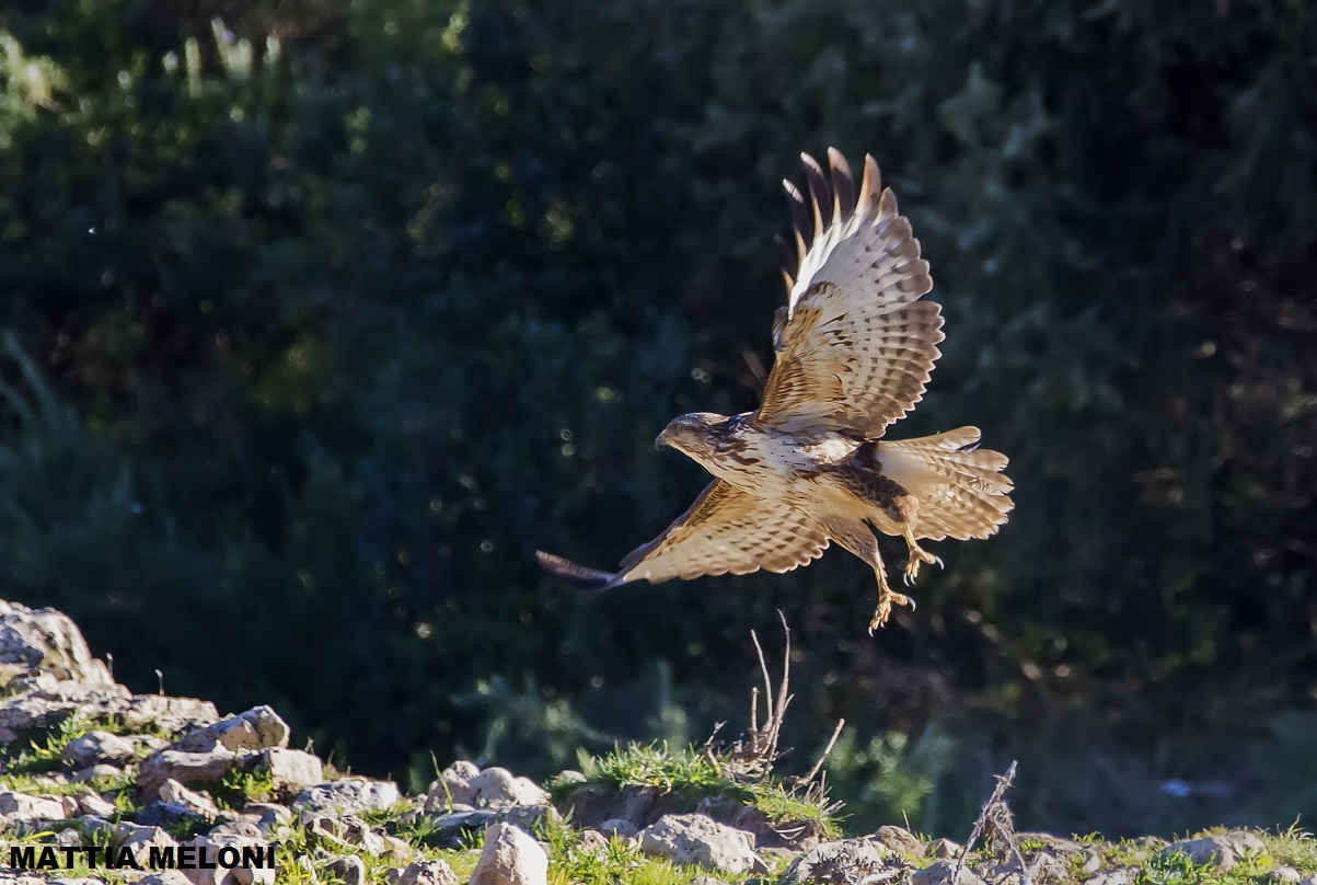 Buzzard in flight (Buteo buteo)
