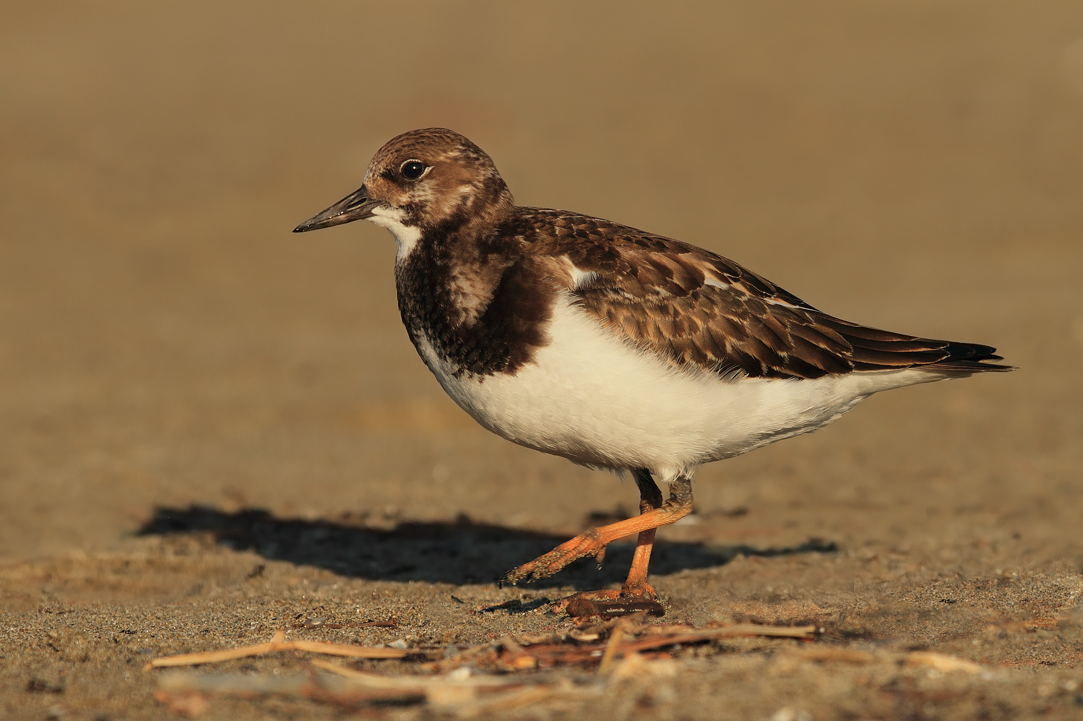 Turnstone