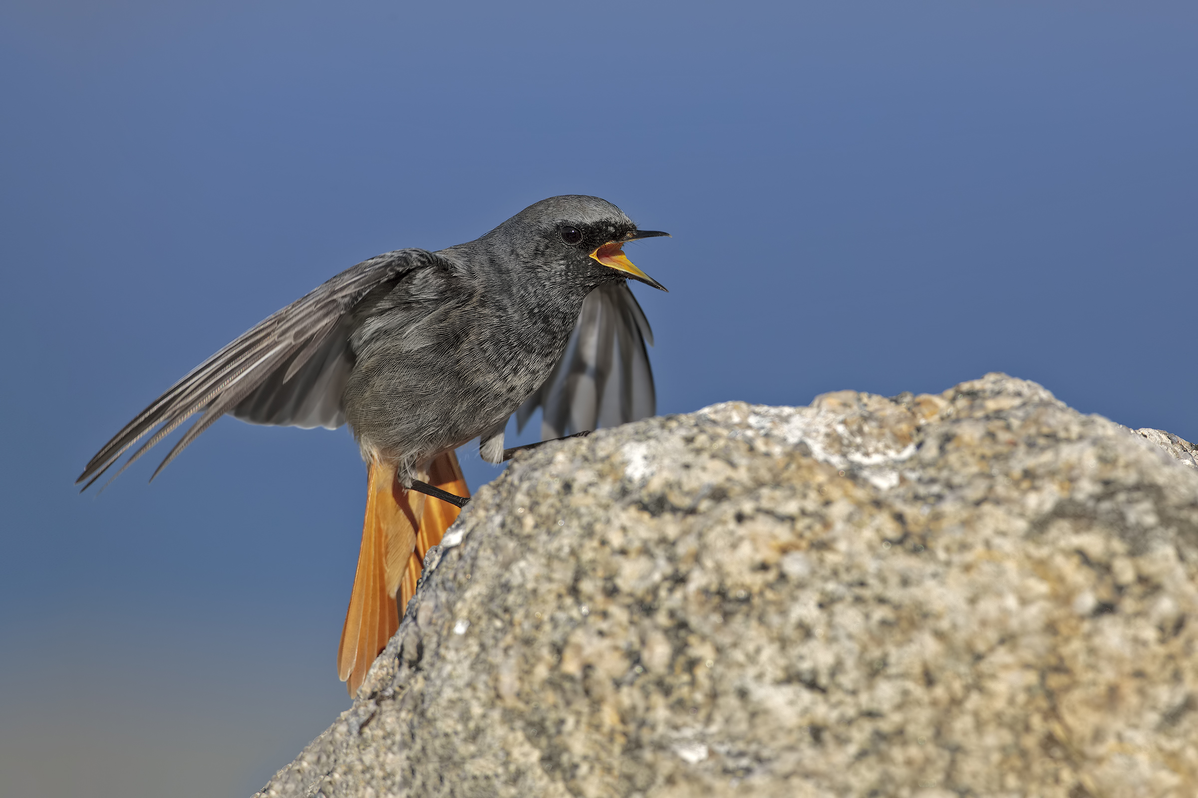 Chimney sweep Redstart