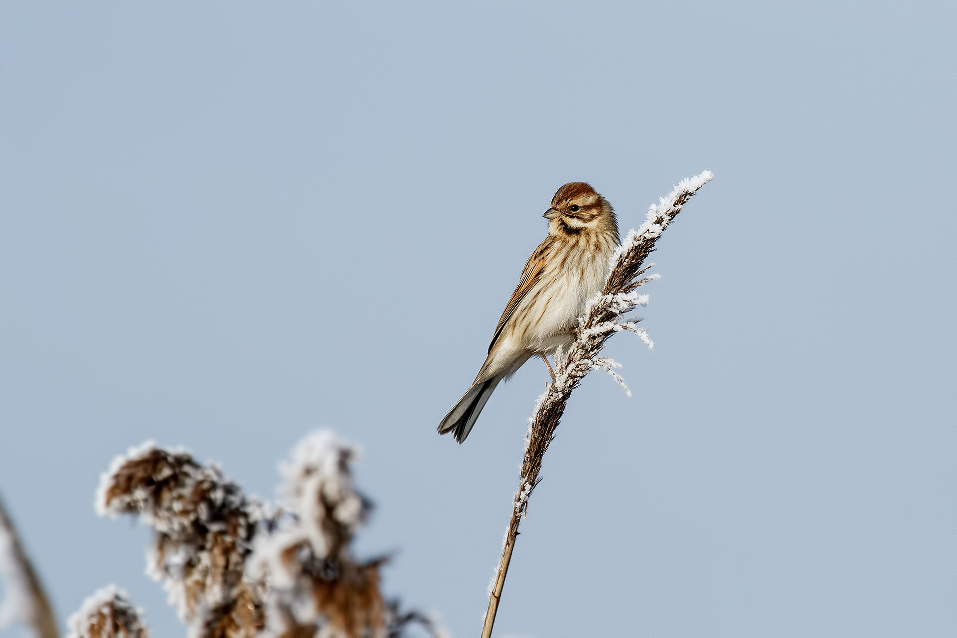 Migliarino di Palude