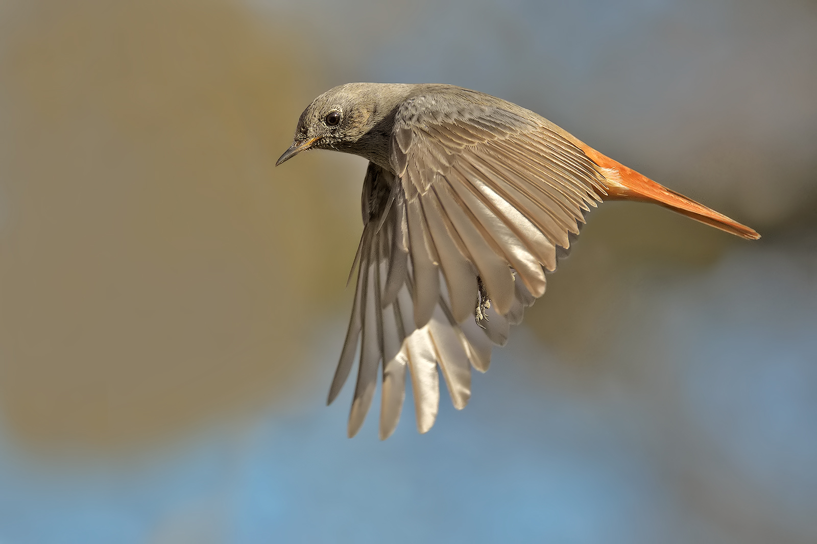 black redstart