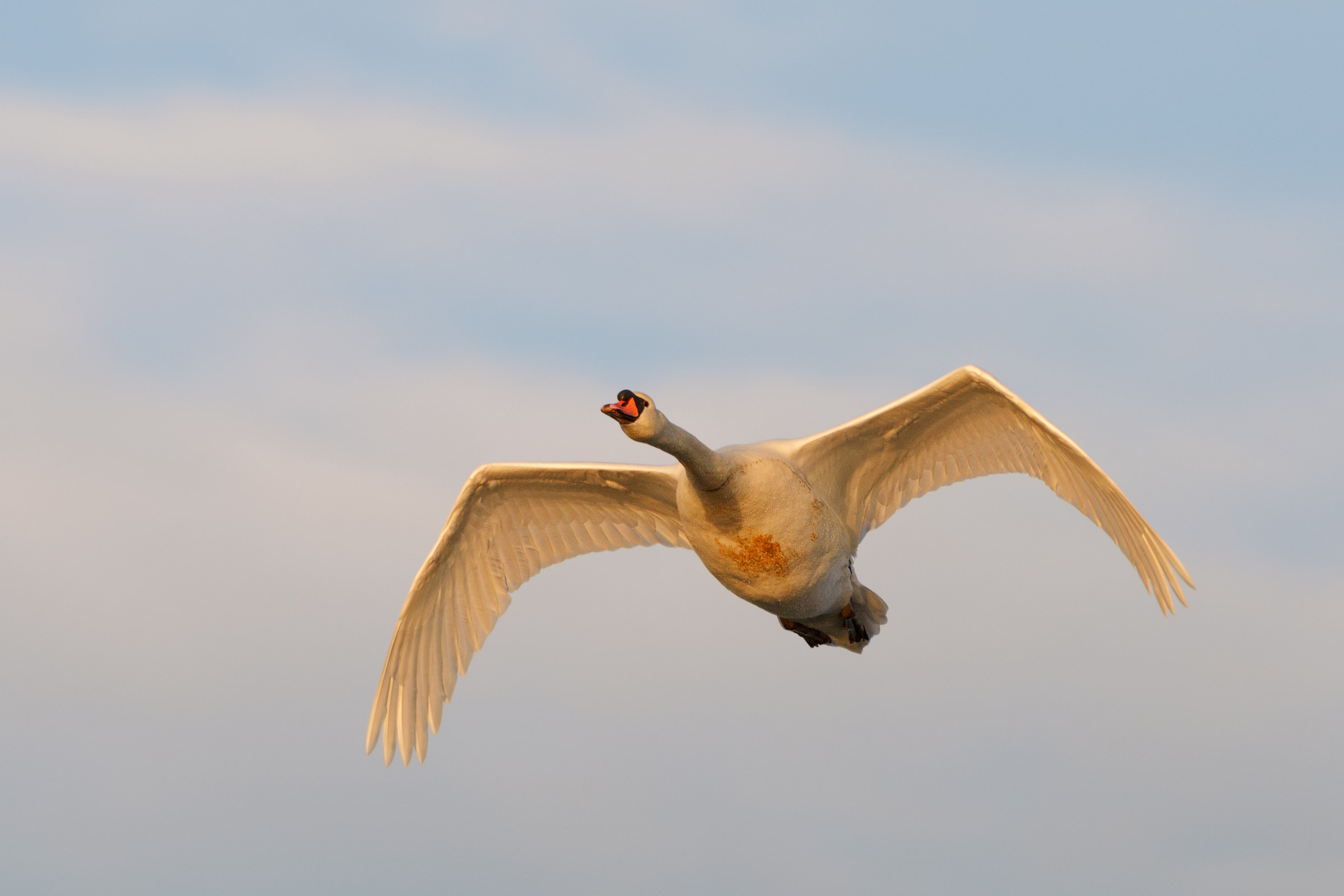 Volo ad alta quota...