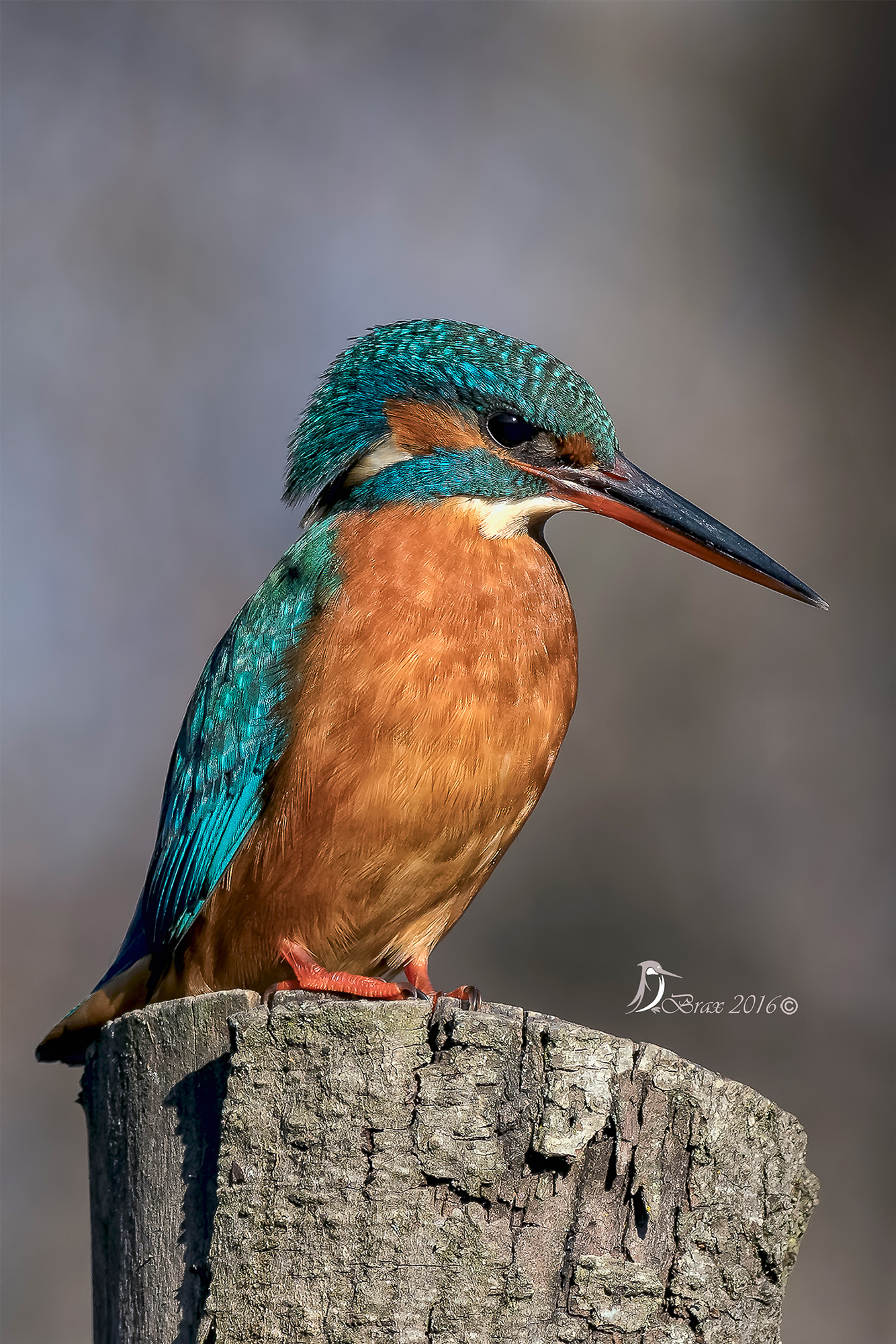Kingfisher