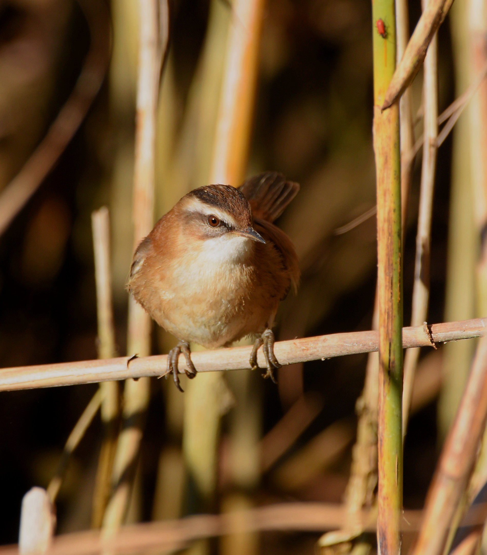 Forapaglie castagnolo