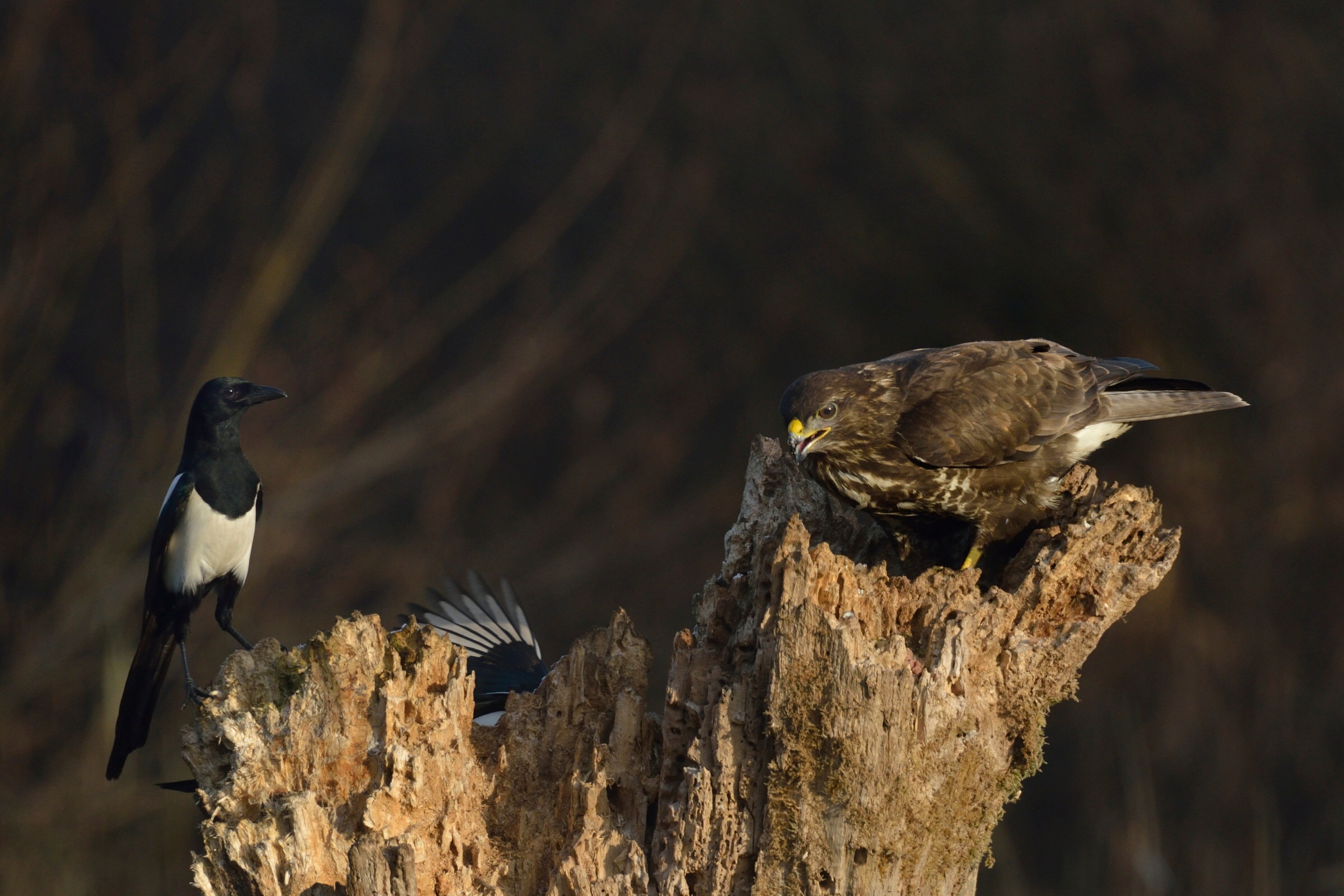 Strange cohabitation ....