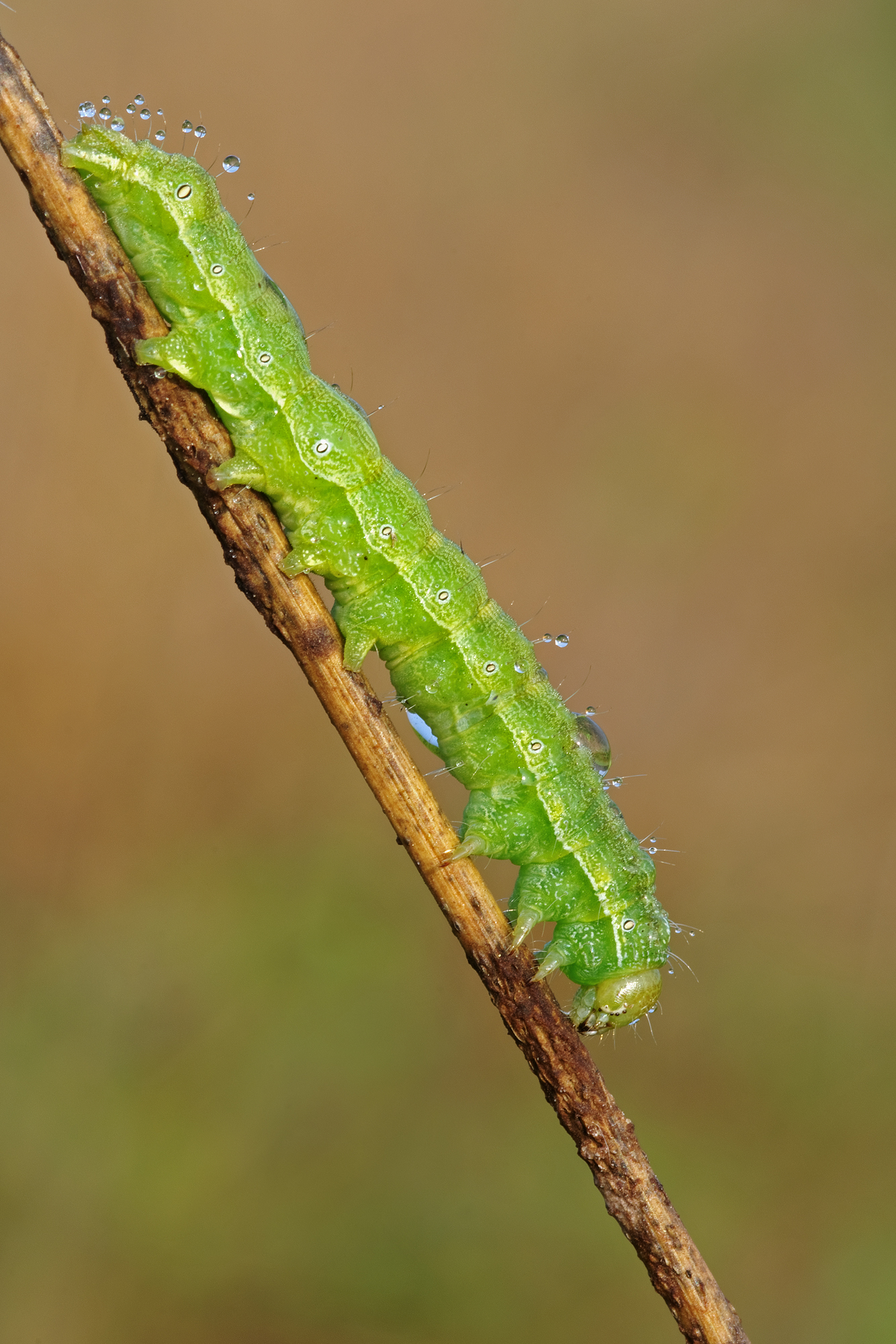 Caterpillar with droplets