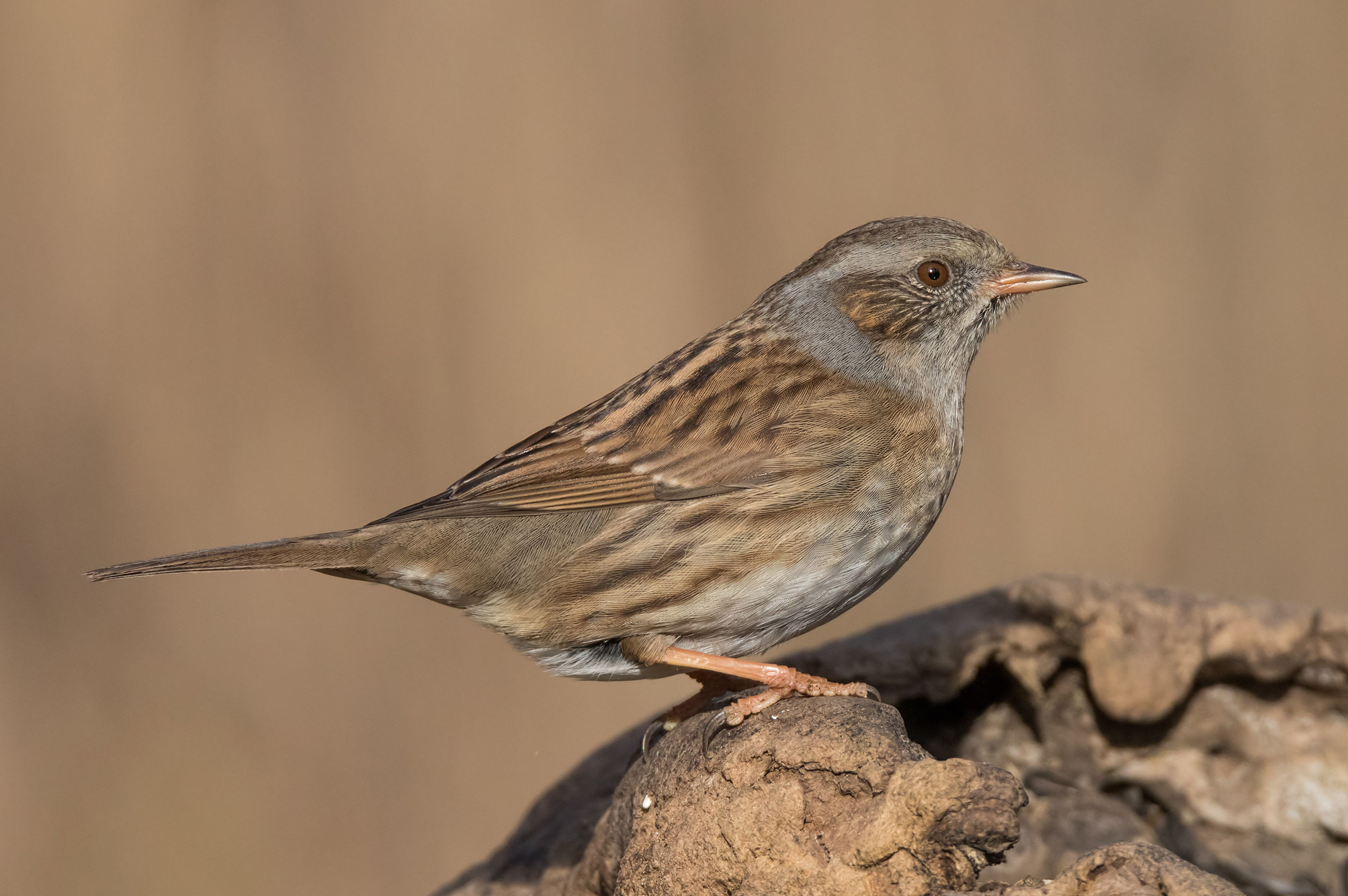 Dunnock