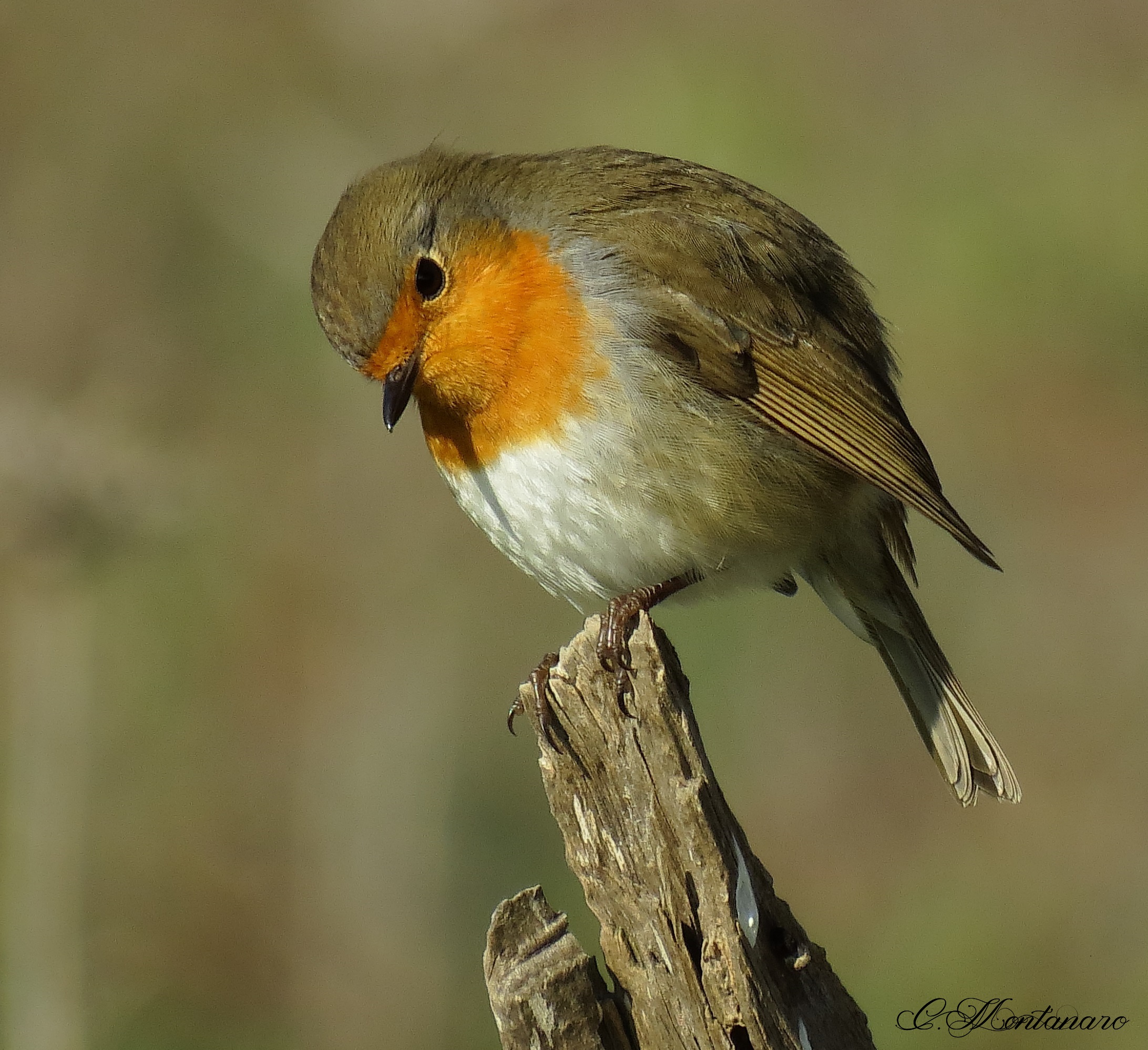 Pettirosso ( Erithacus rubecola )