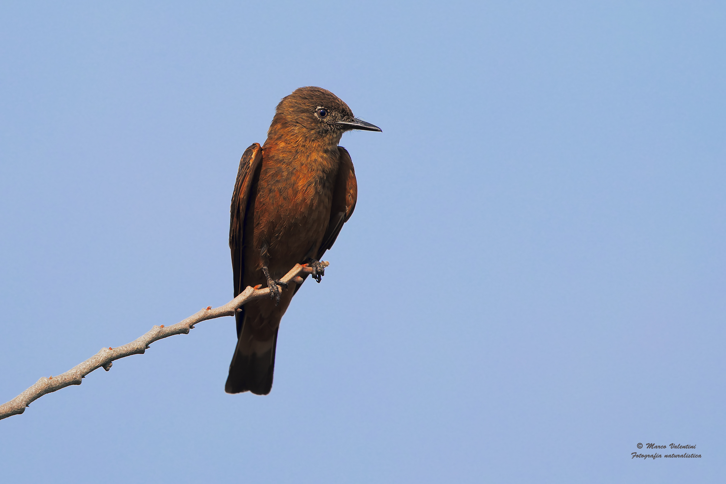 Flycatchers of the cliff
