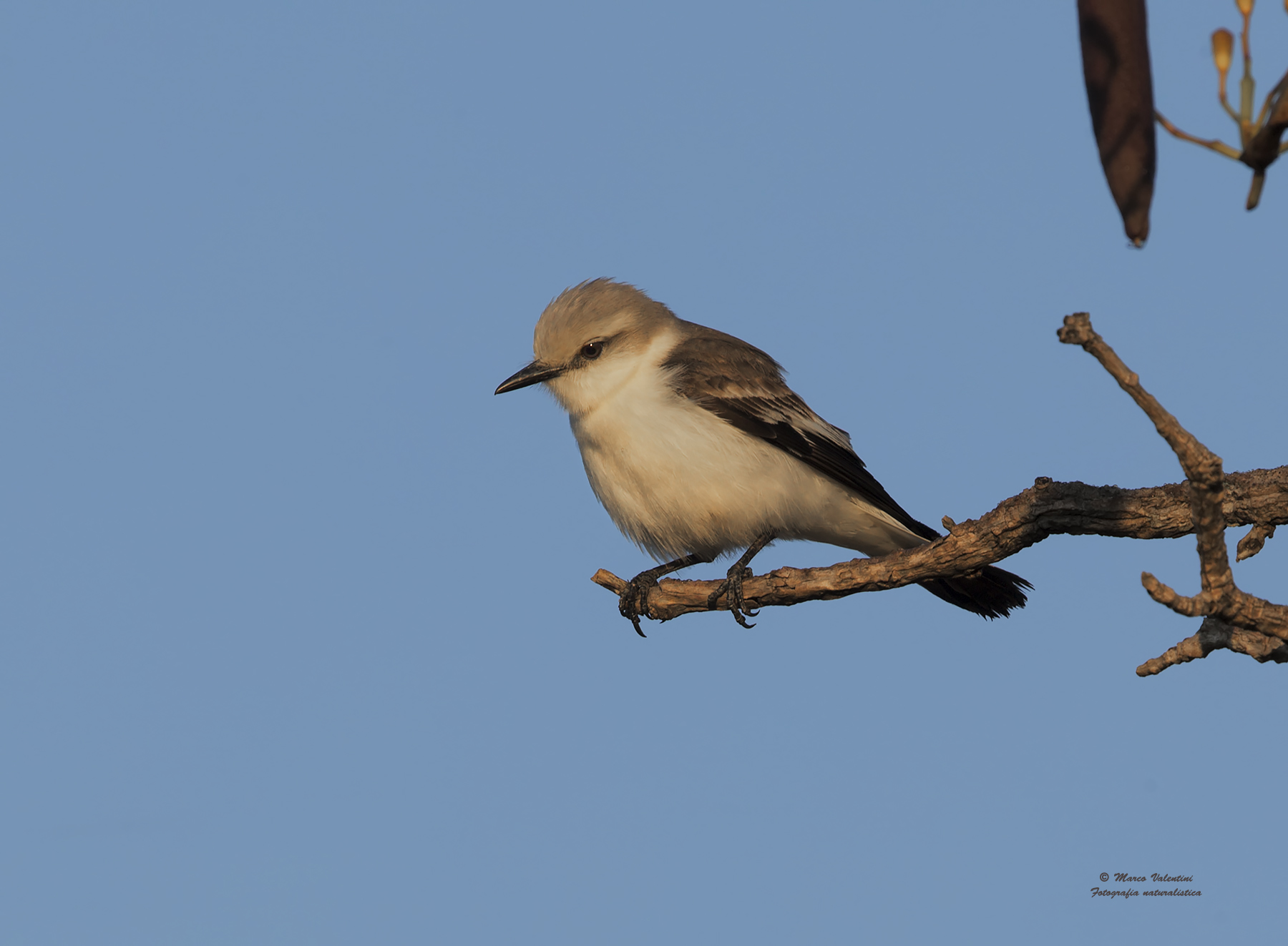 Monjita groppabianca