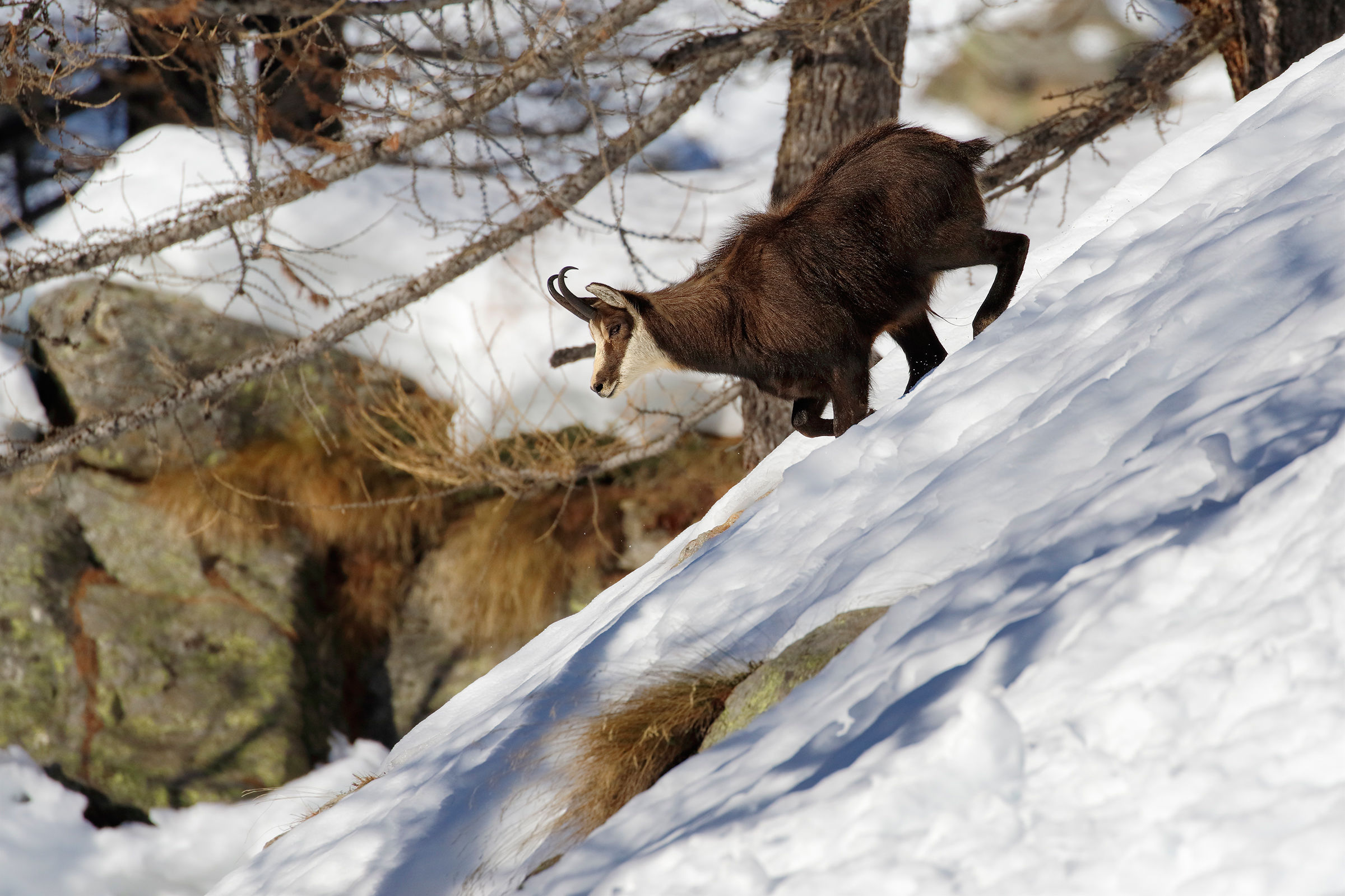 Chamois