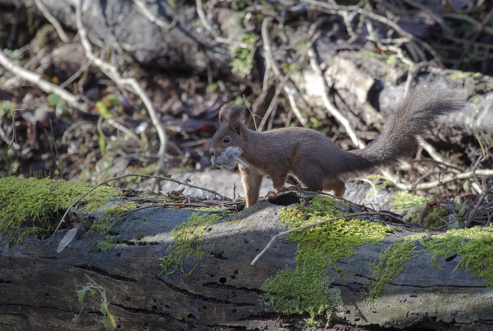 red squirrel