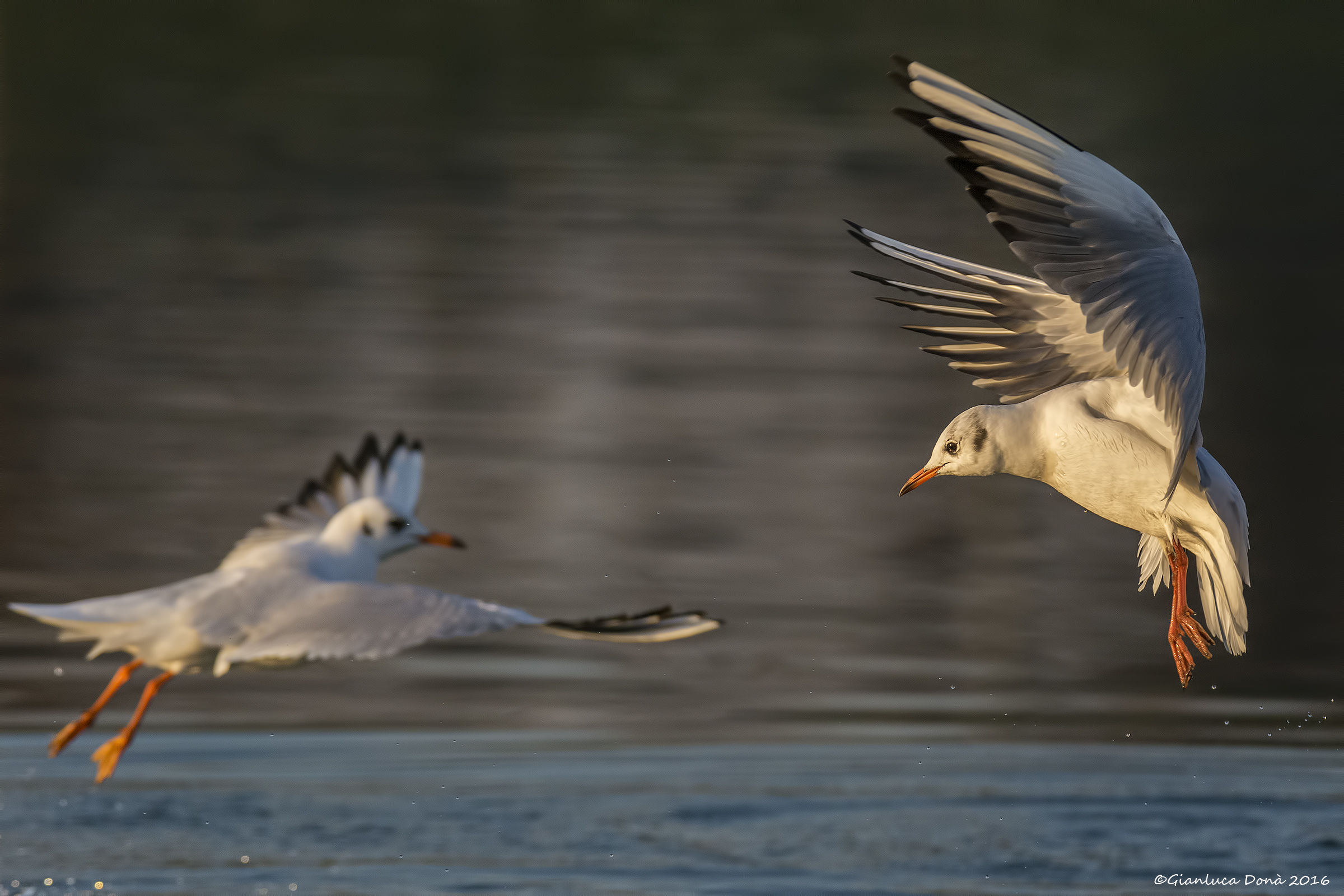 Larus ridibundus L. 1766