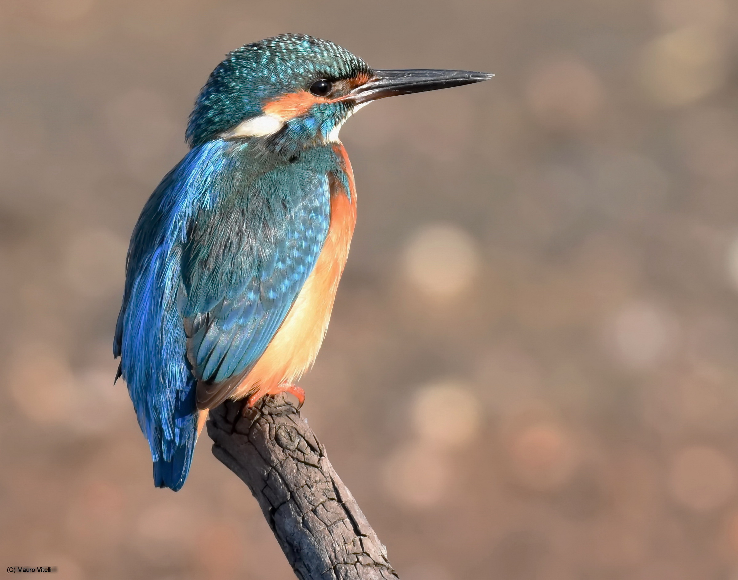 Kingfisher (Alcedo atthis)