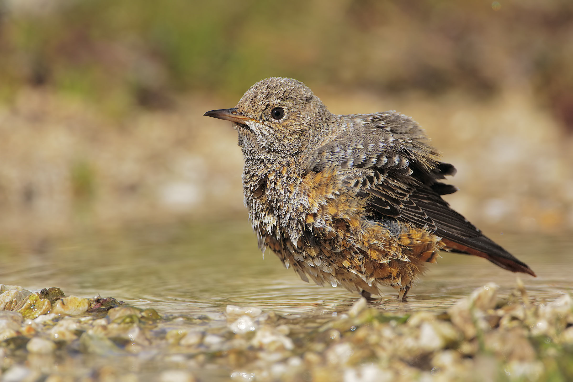 female redstart