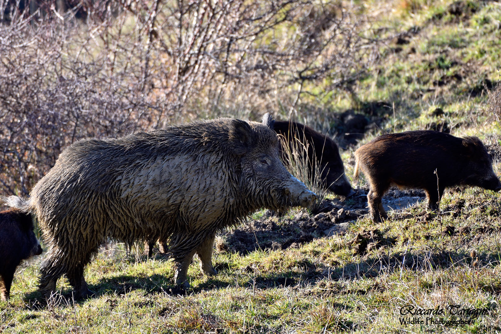 the owner of the herd