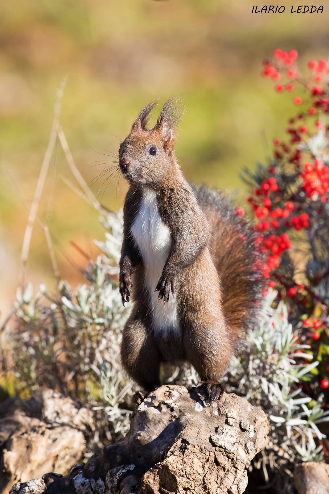scoiattolo