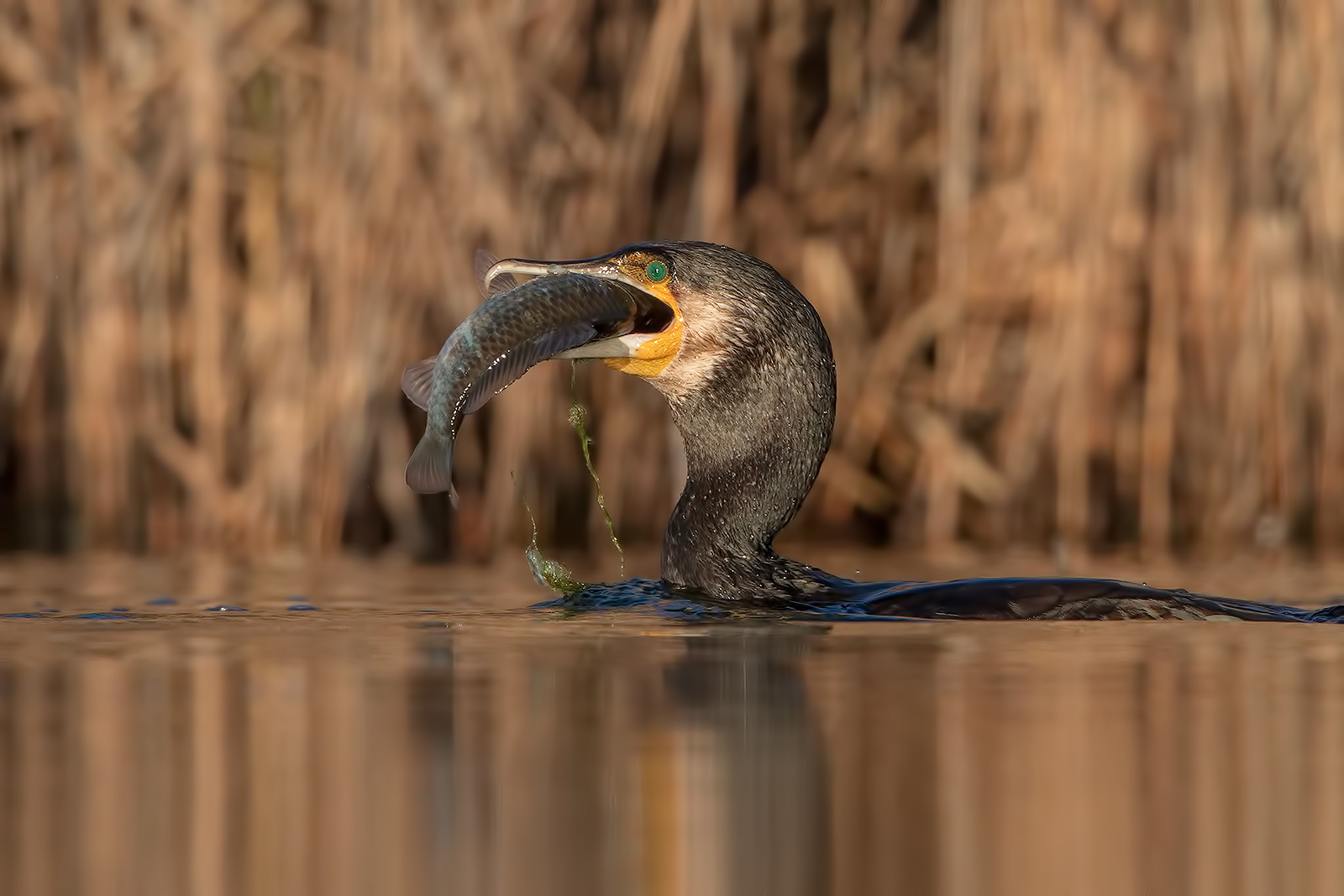 Cormorano