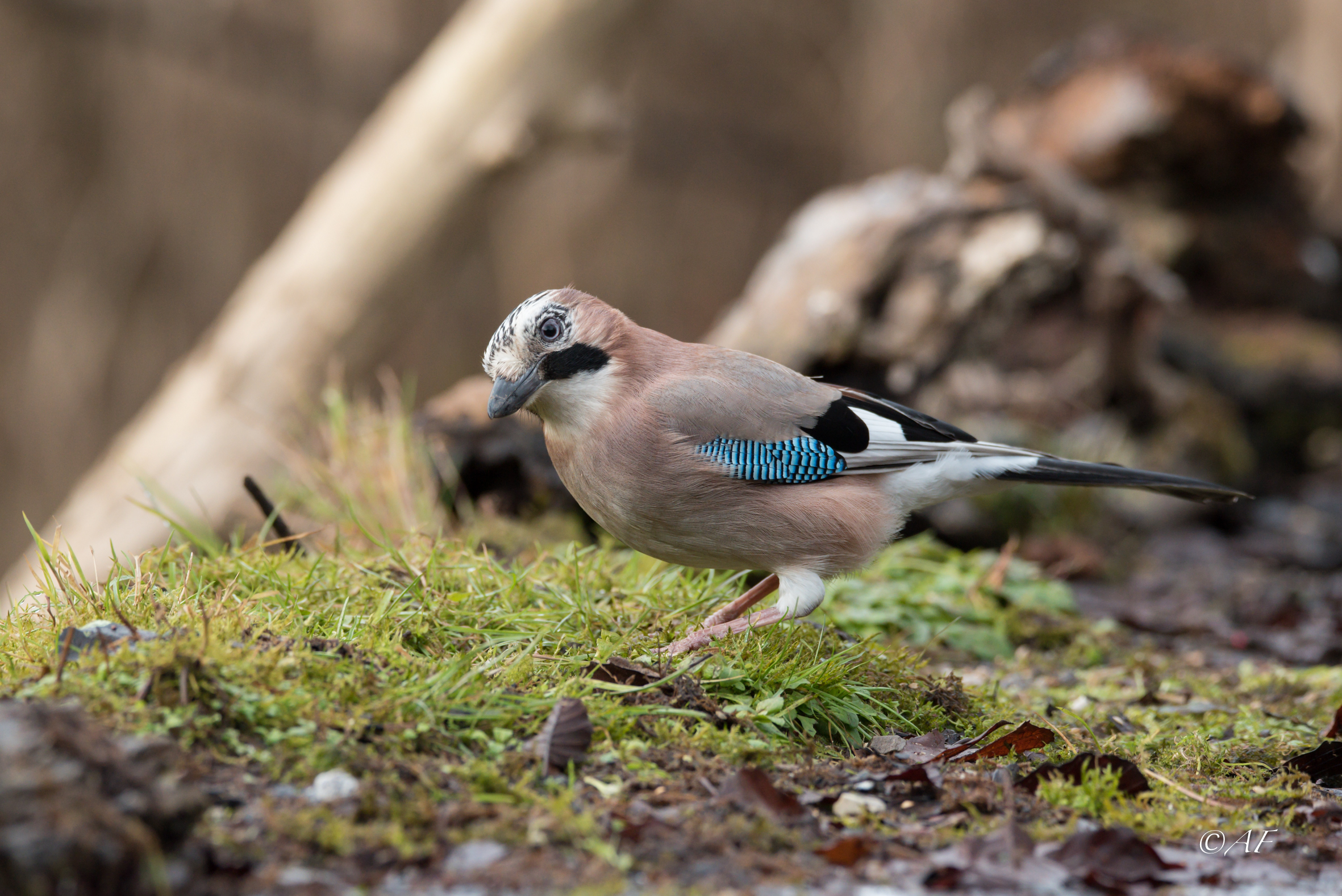 curious jay