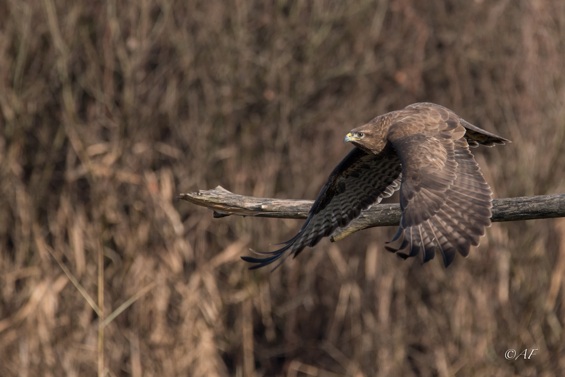 Buzzard in flight